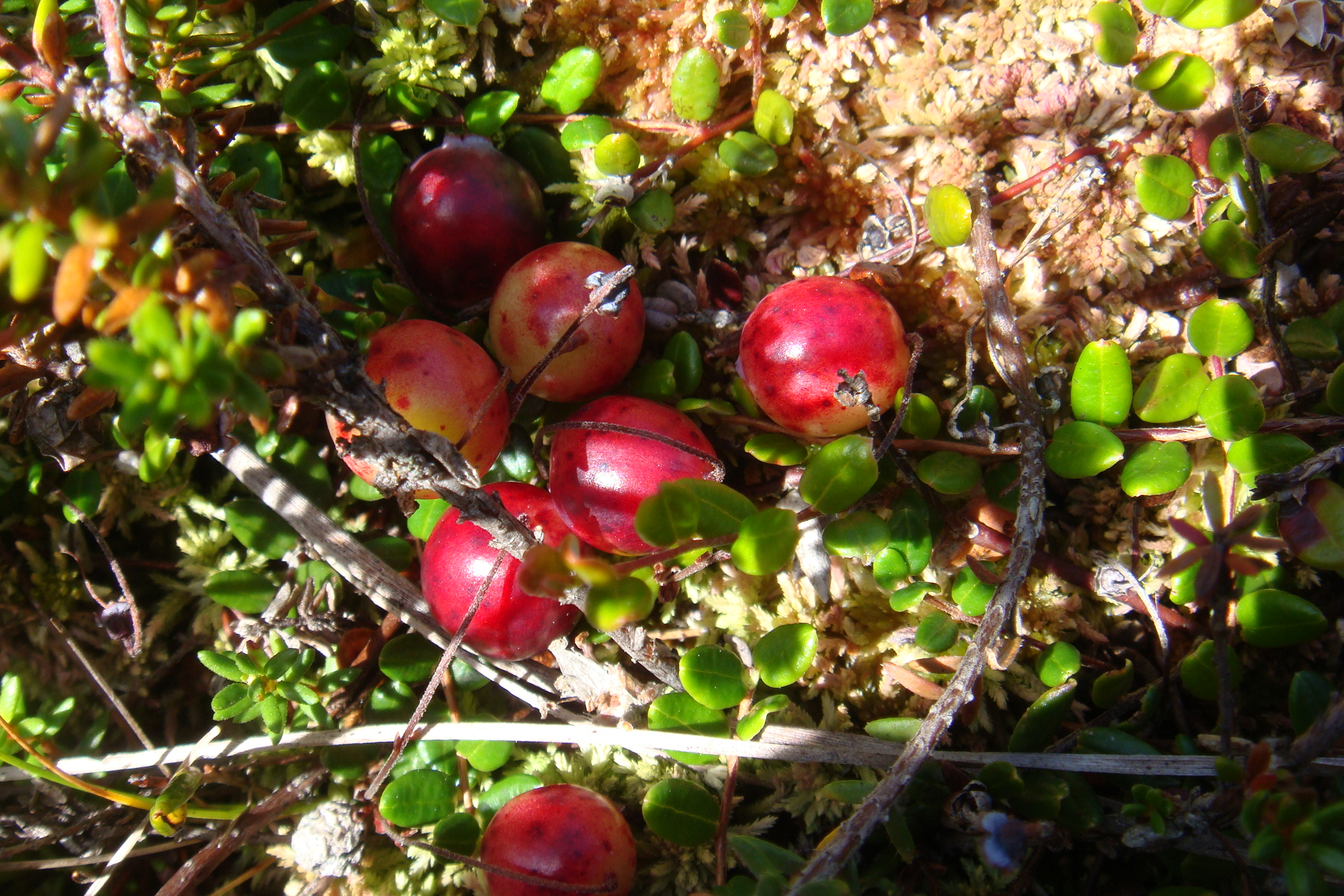 DSC05252