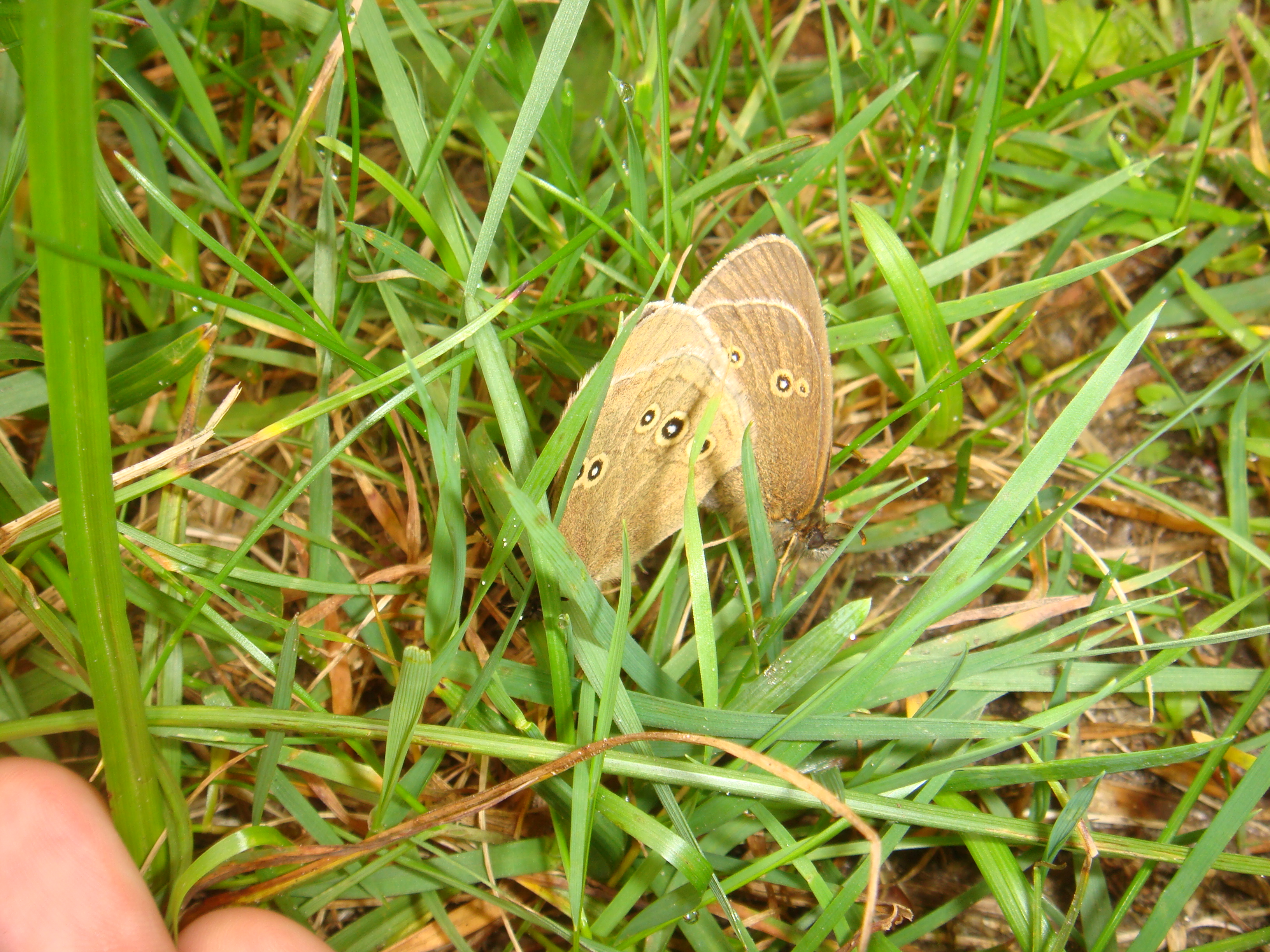 DSC06570
