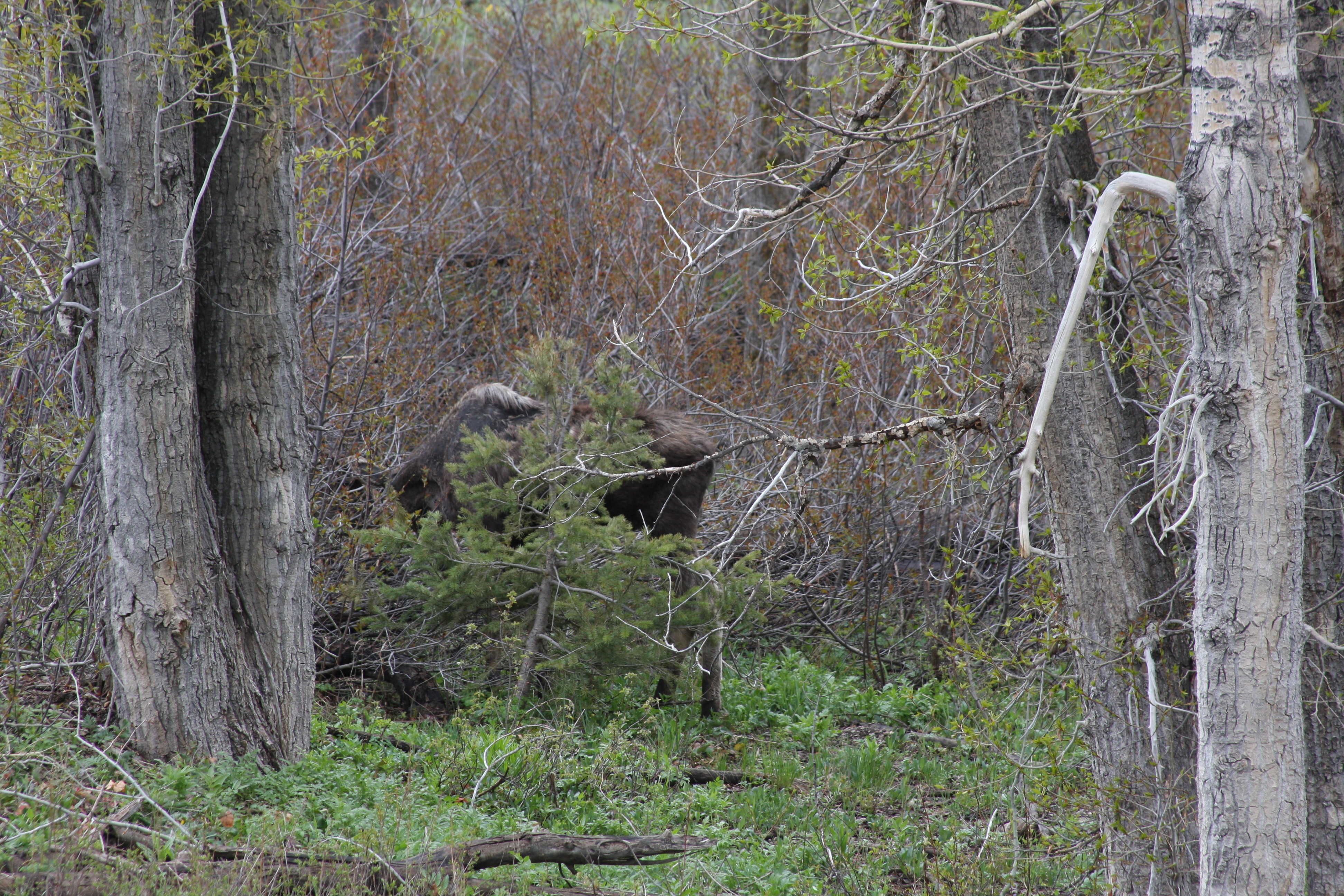Teton, Yellowstone, May 2013 033