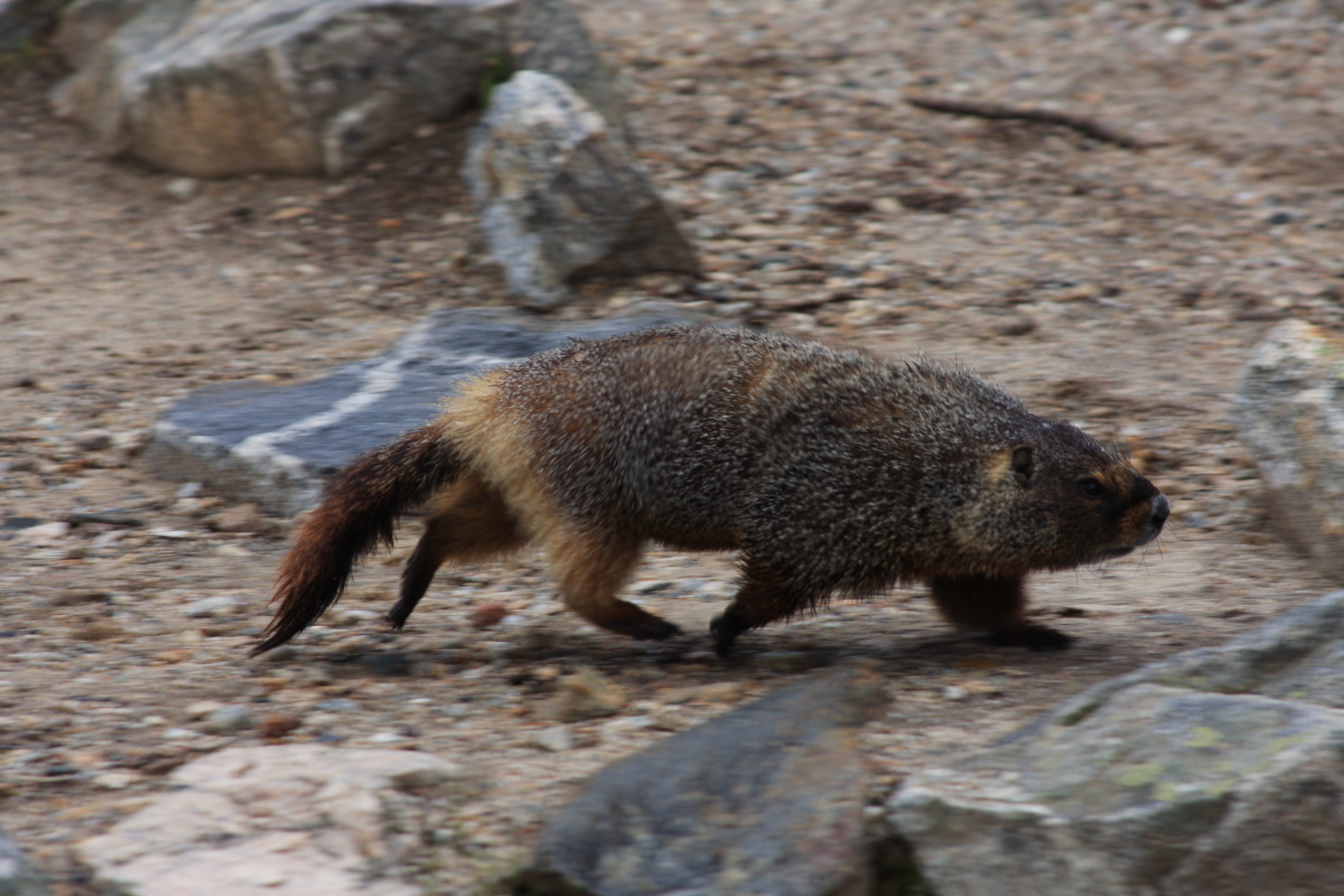 Teton, Yellowstone, May 2013 067