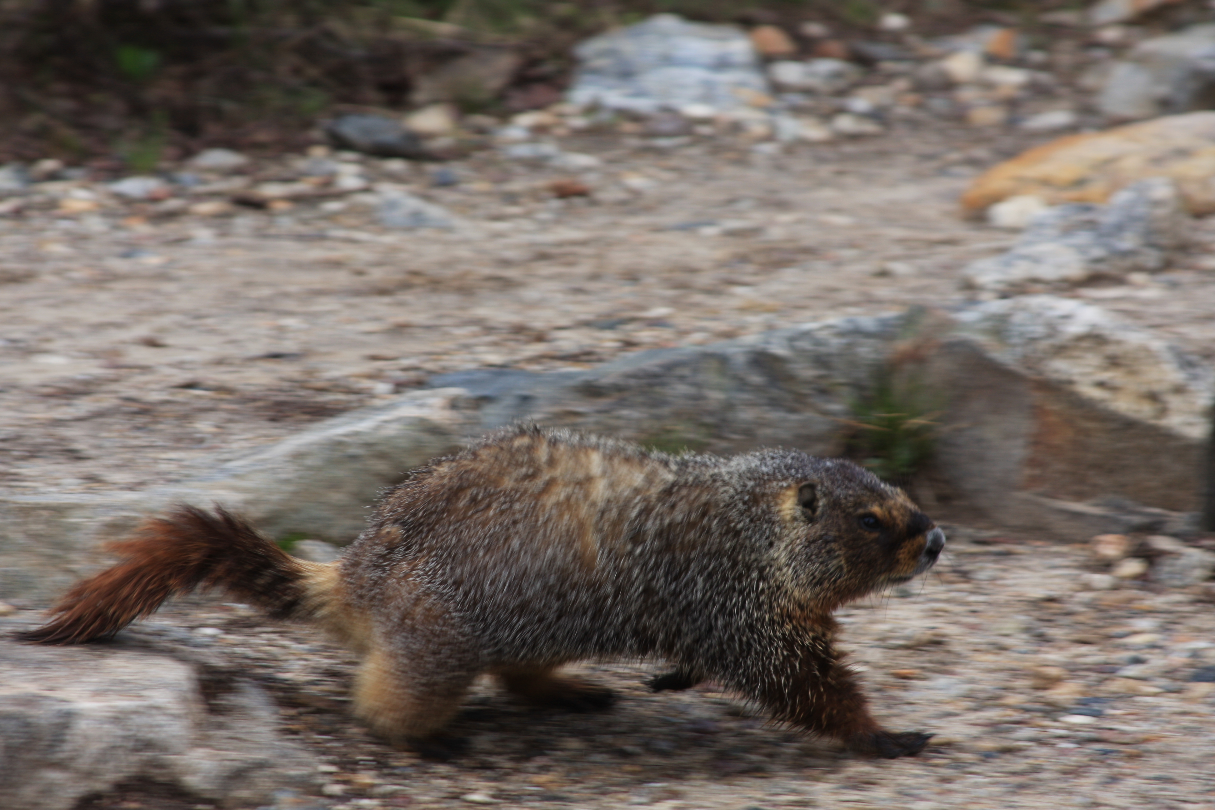 Teton, Yellowstone, May 2013 068