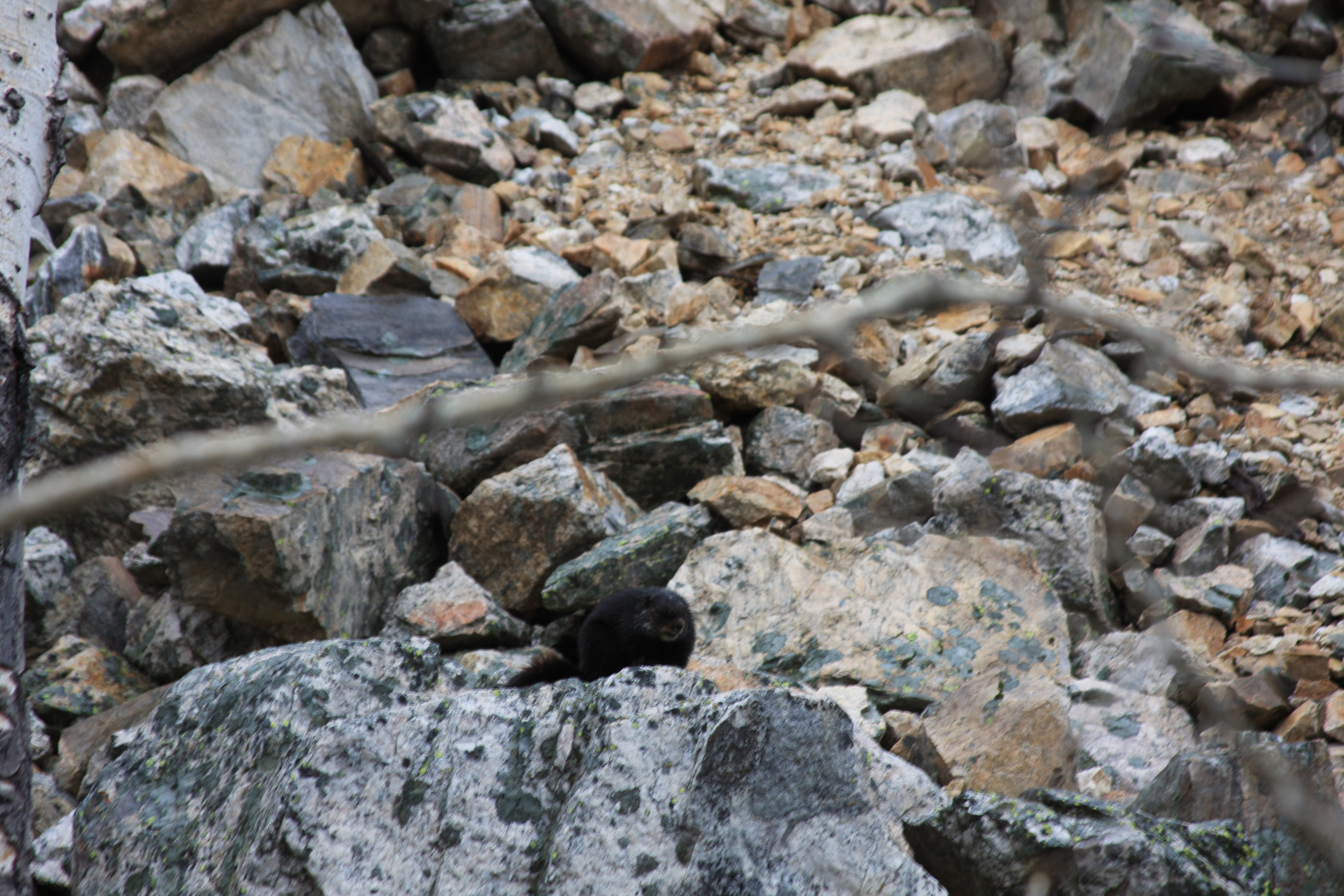 Teton, Yellowstone, May 2013 069