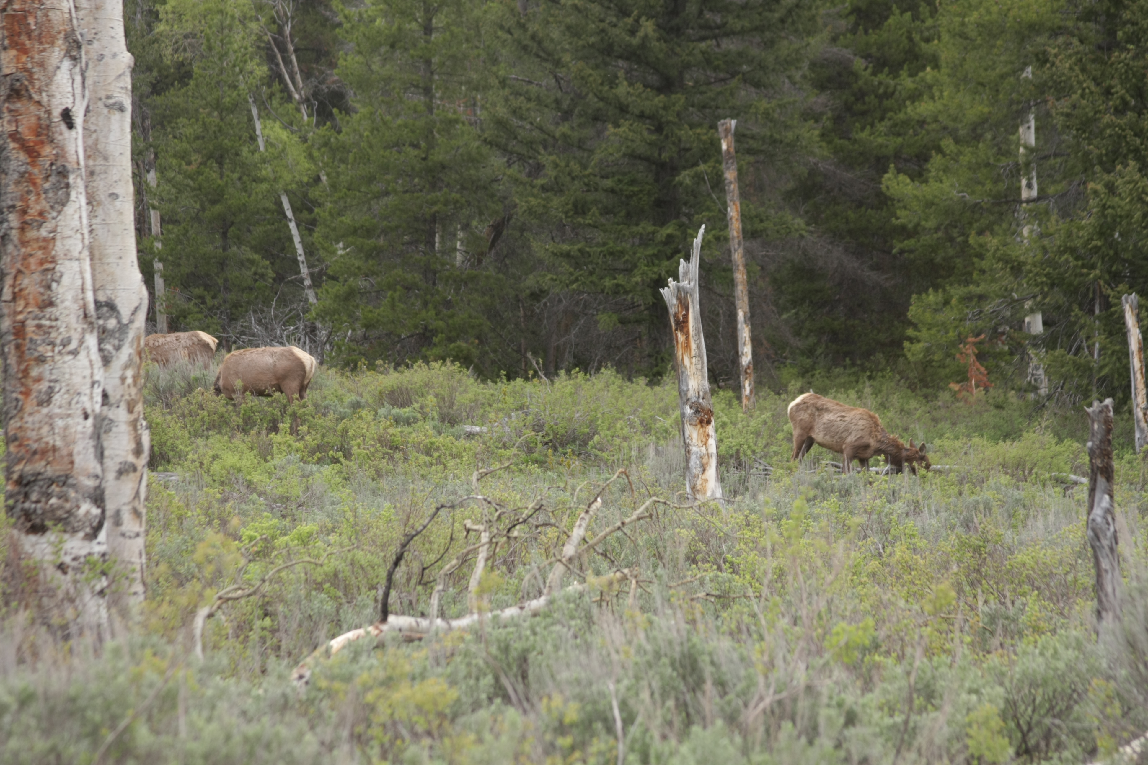 Teton, Yellowstone, May 2013 085