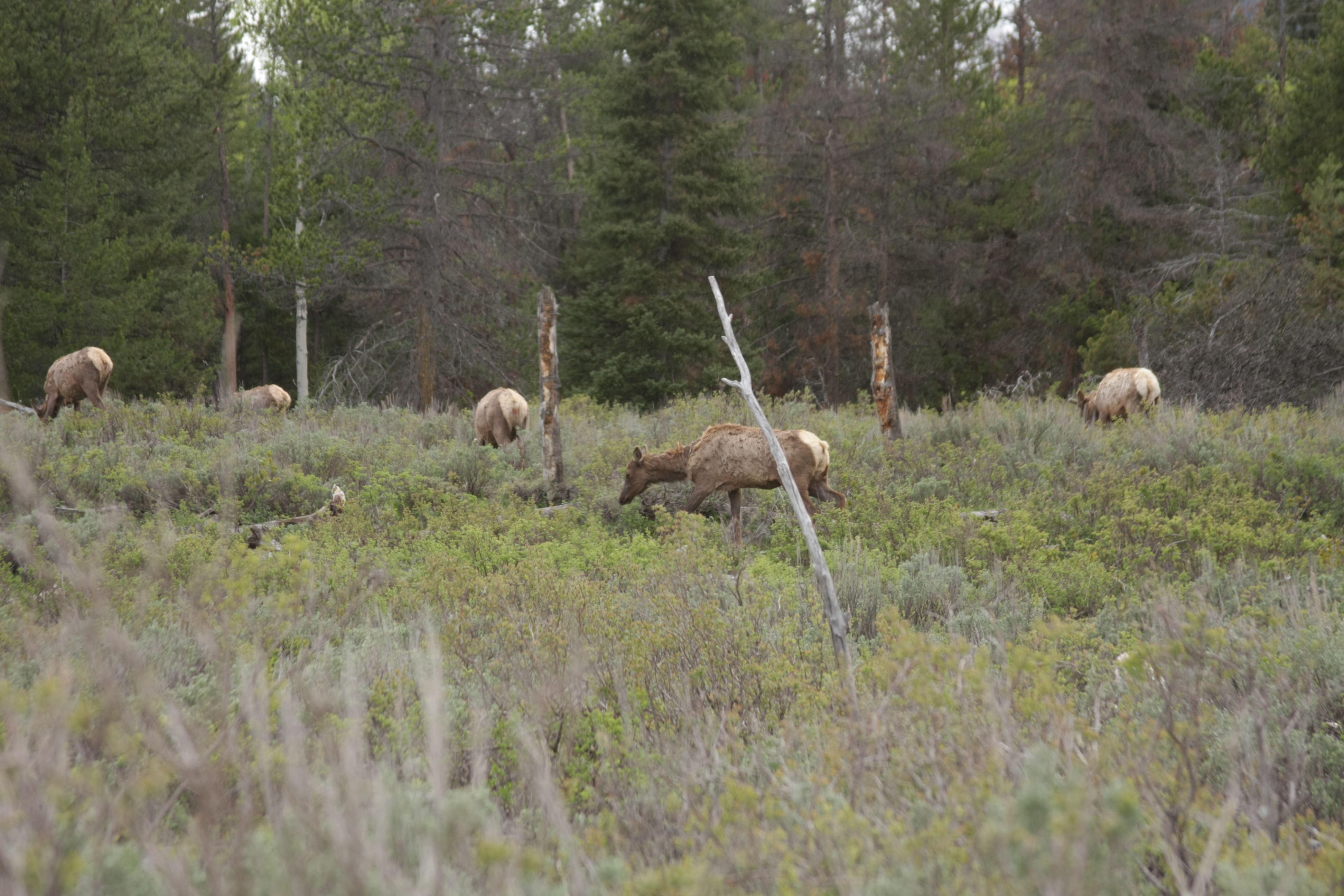 Teton, Yellowstone, May 2013 087