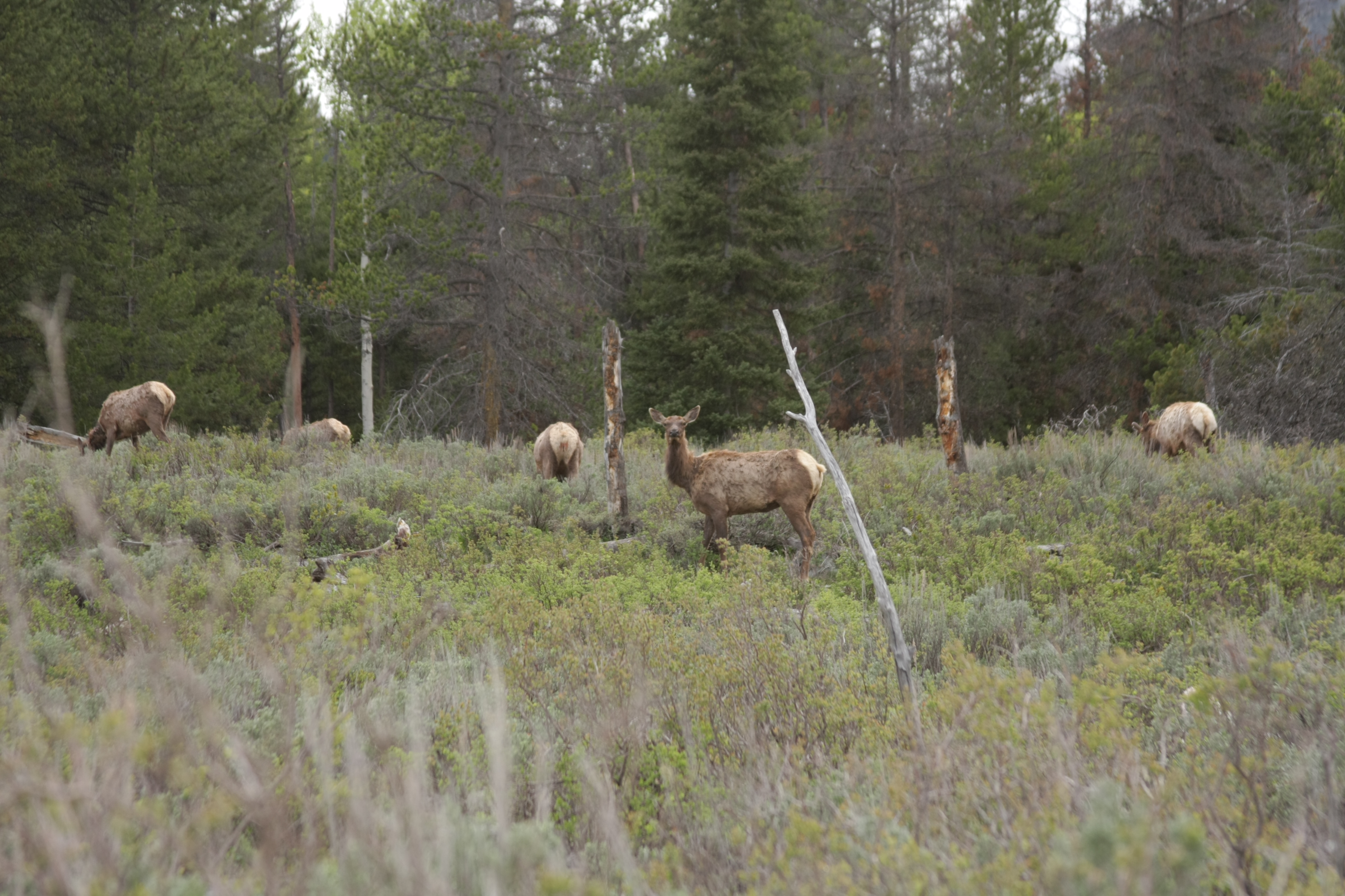 Teton, Yellowstone, May 2013 088