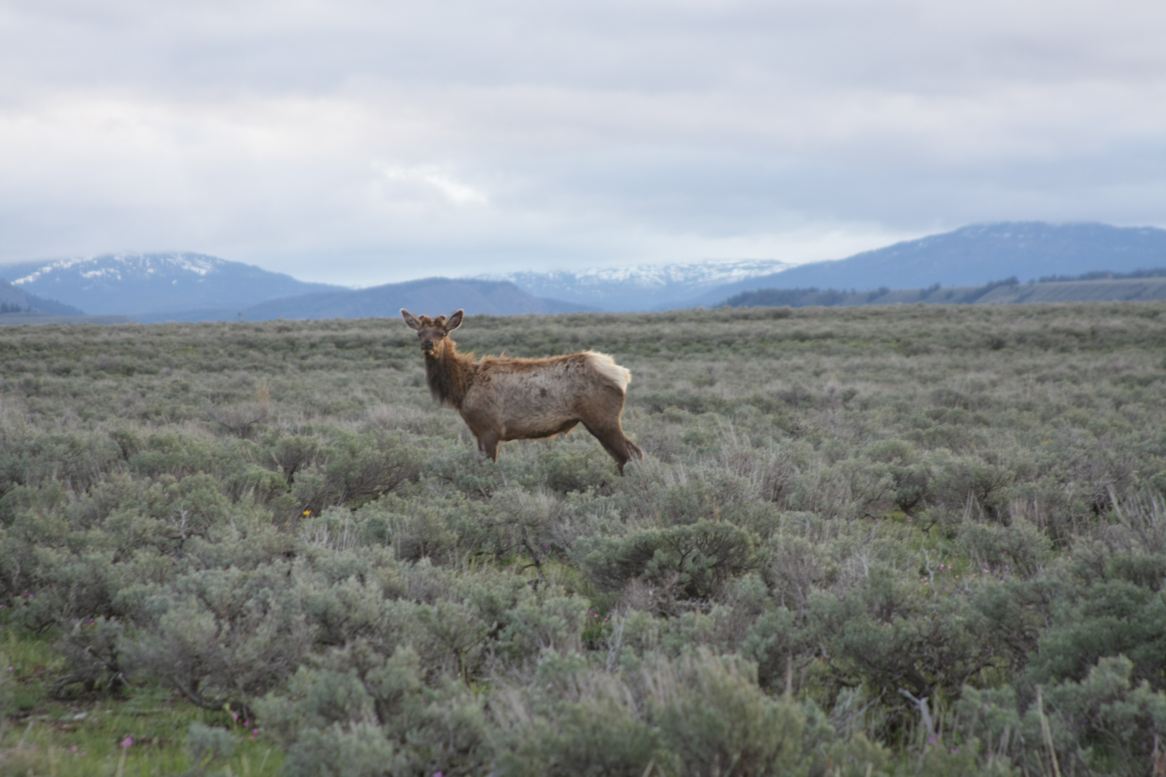 Teton, Yellowstone, May 2013 103