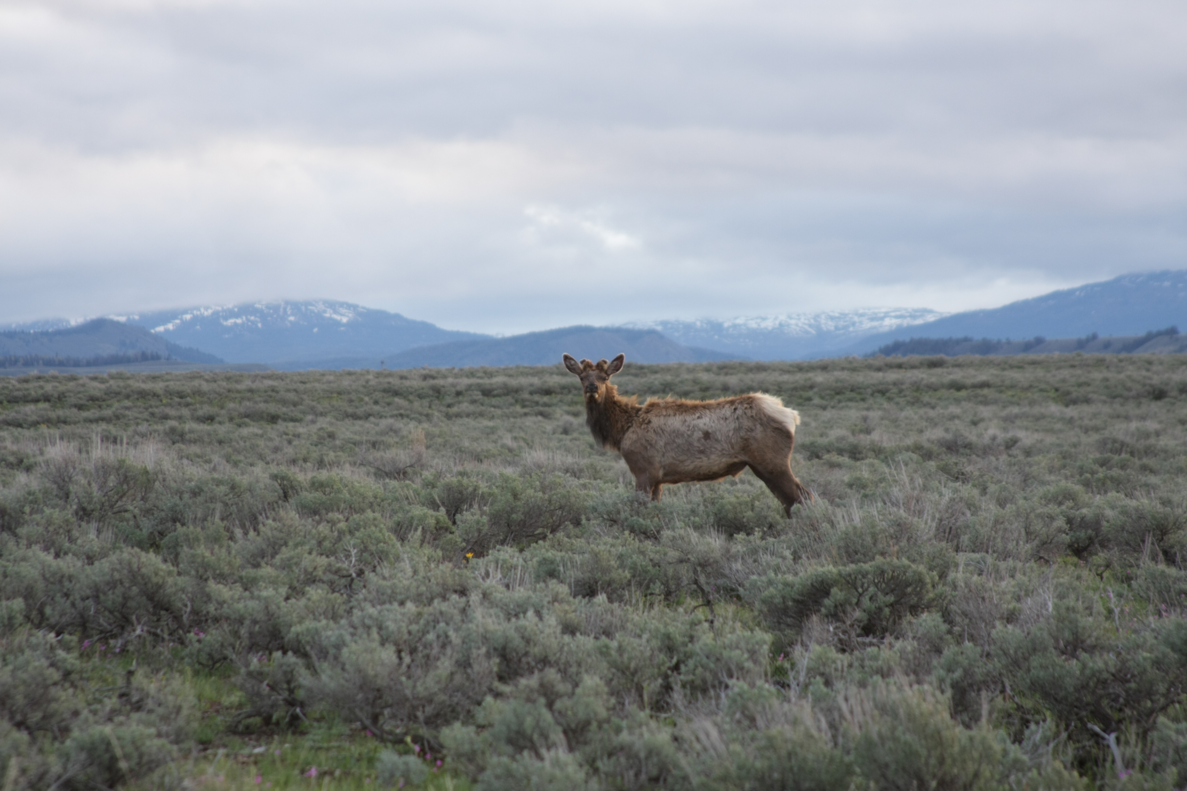 Teton, Yellowstone, May 2013 104