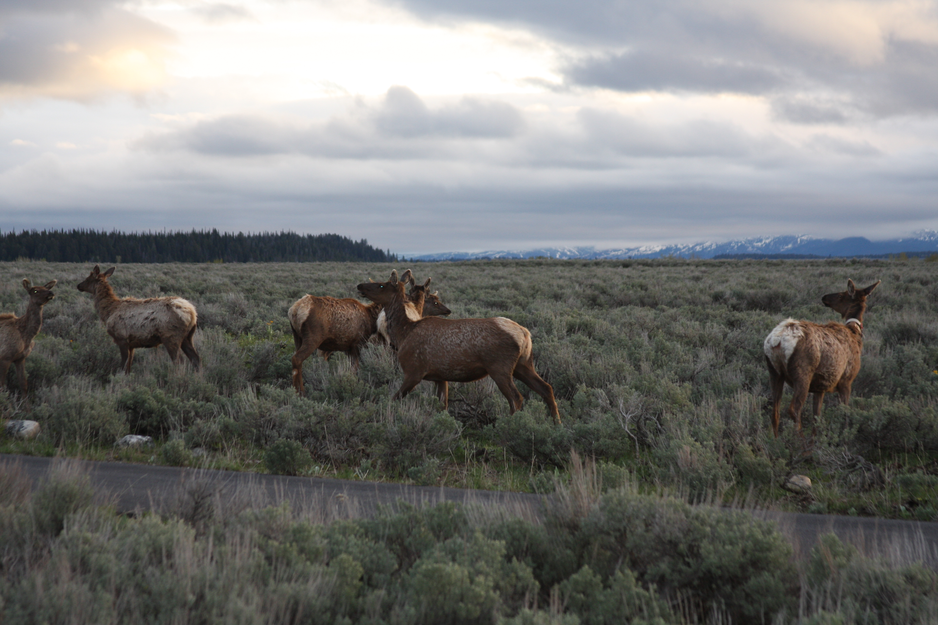 Teton, Yellowstone, May 2013 106