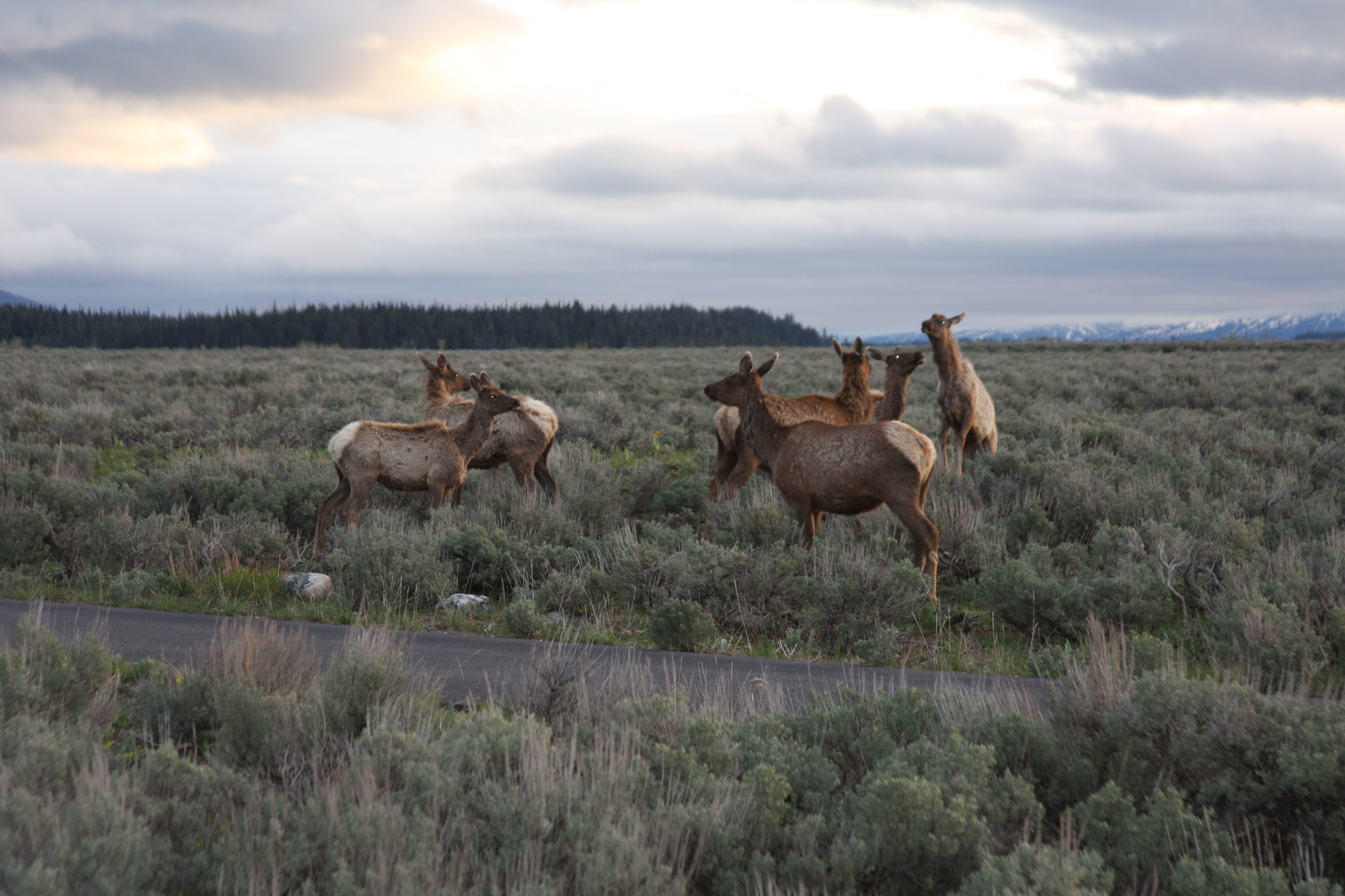 Teton, Yellowstone, May 2013 107