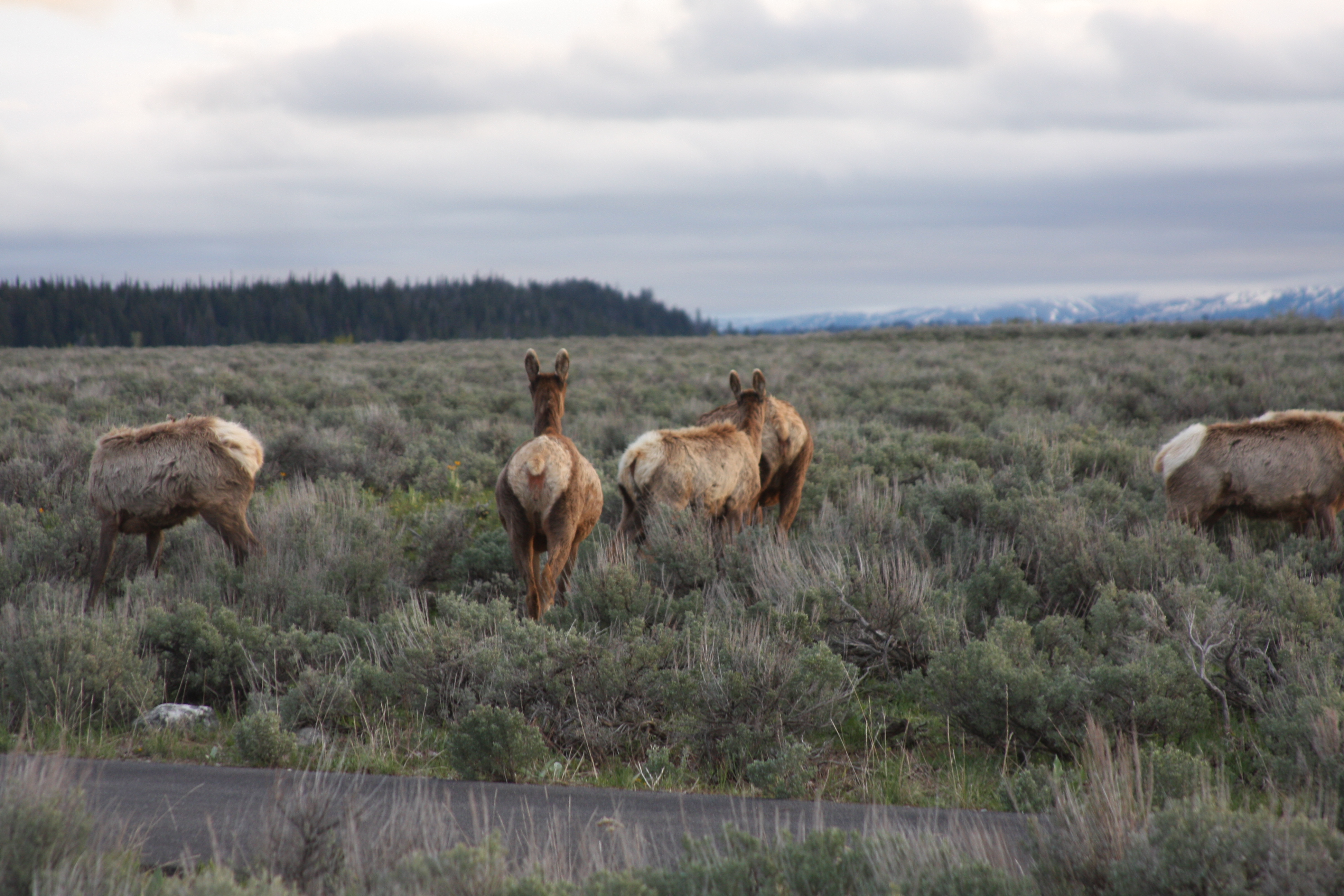 Teton, Yellowstone, May 2013 108