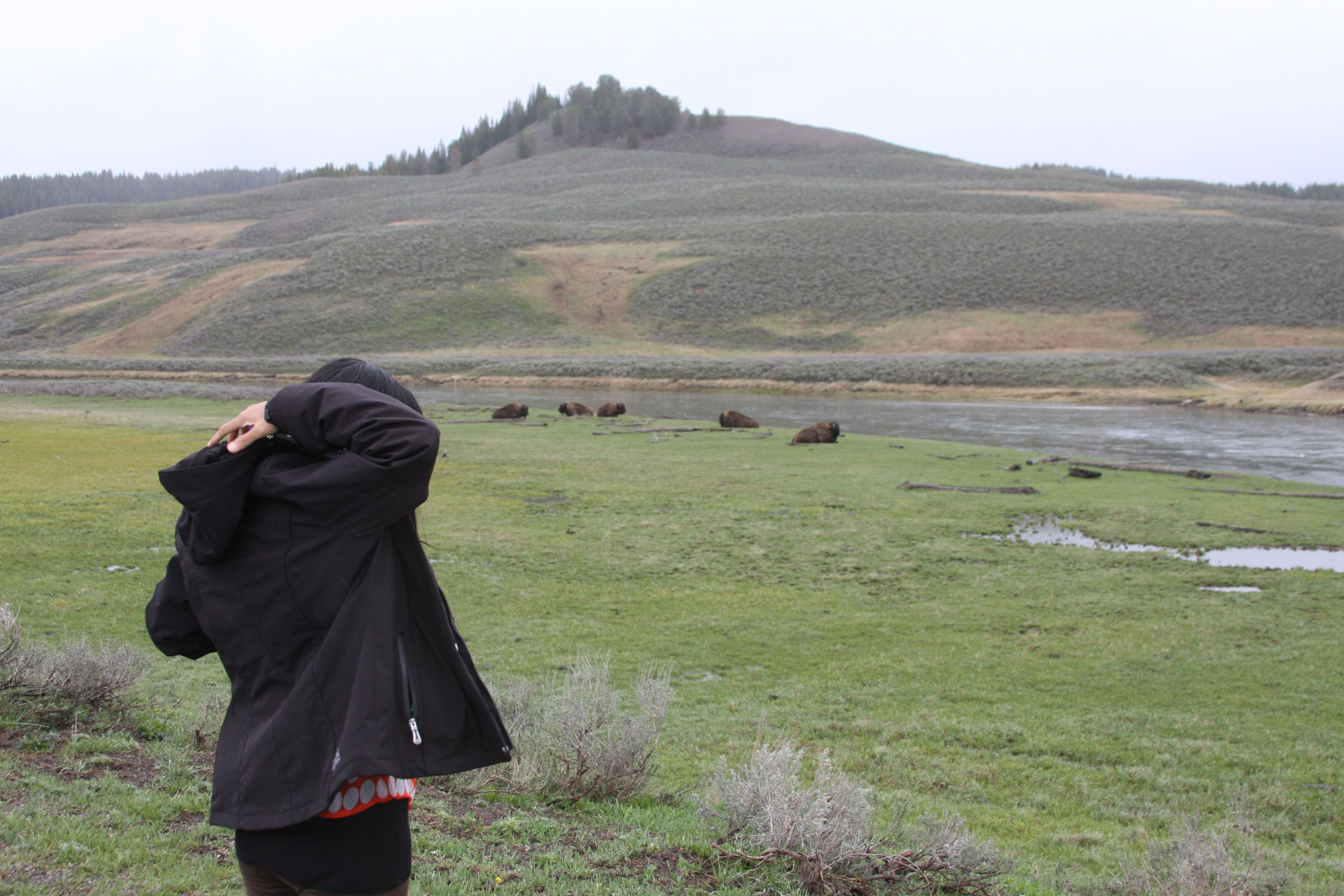 Teton, Yellowstone, May 2013 124