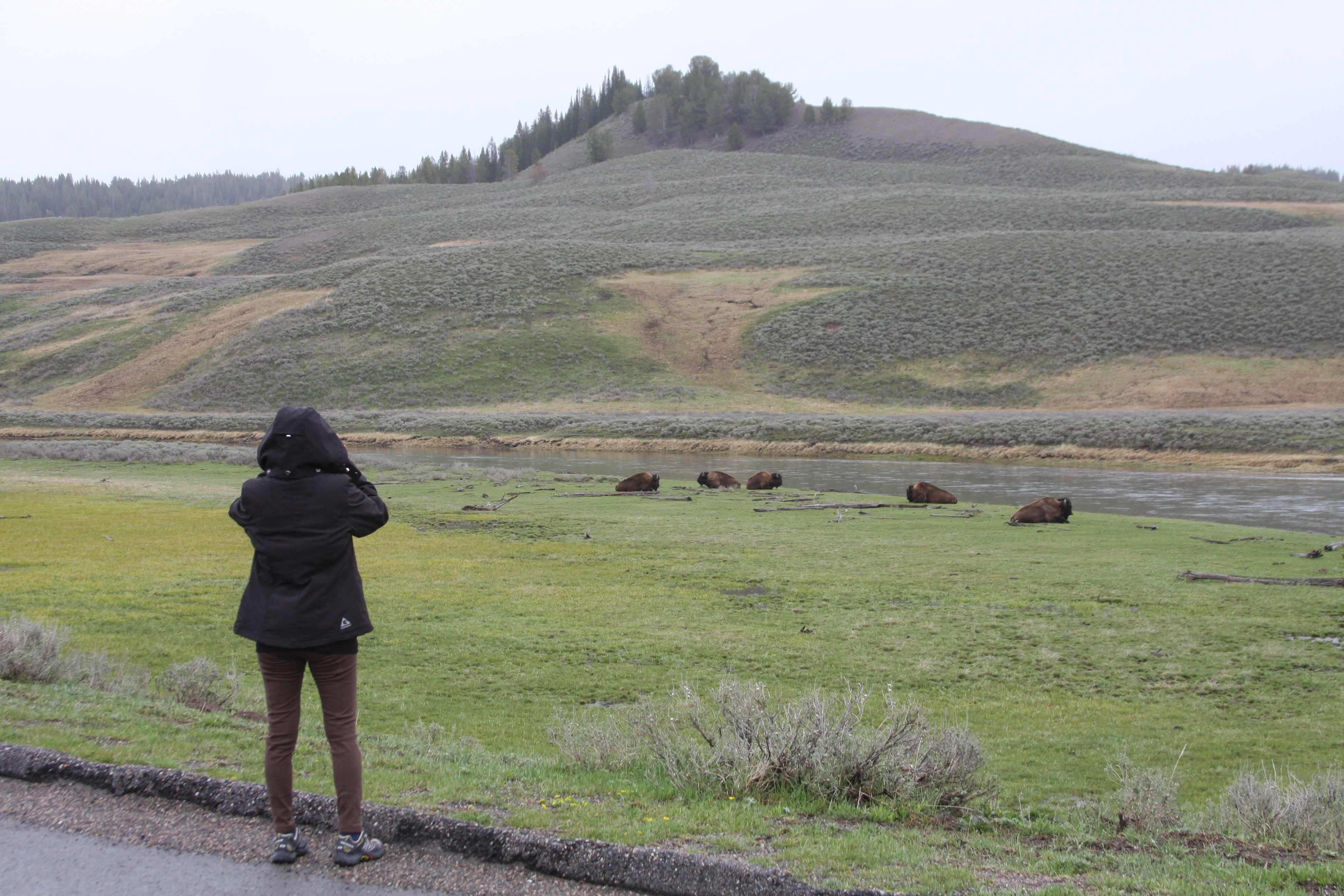 Teton, Yellowstone, May 2013 126