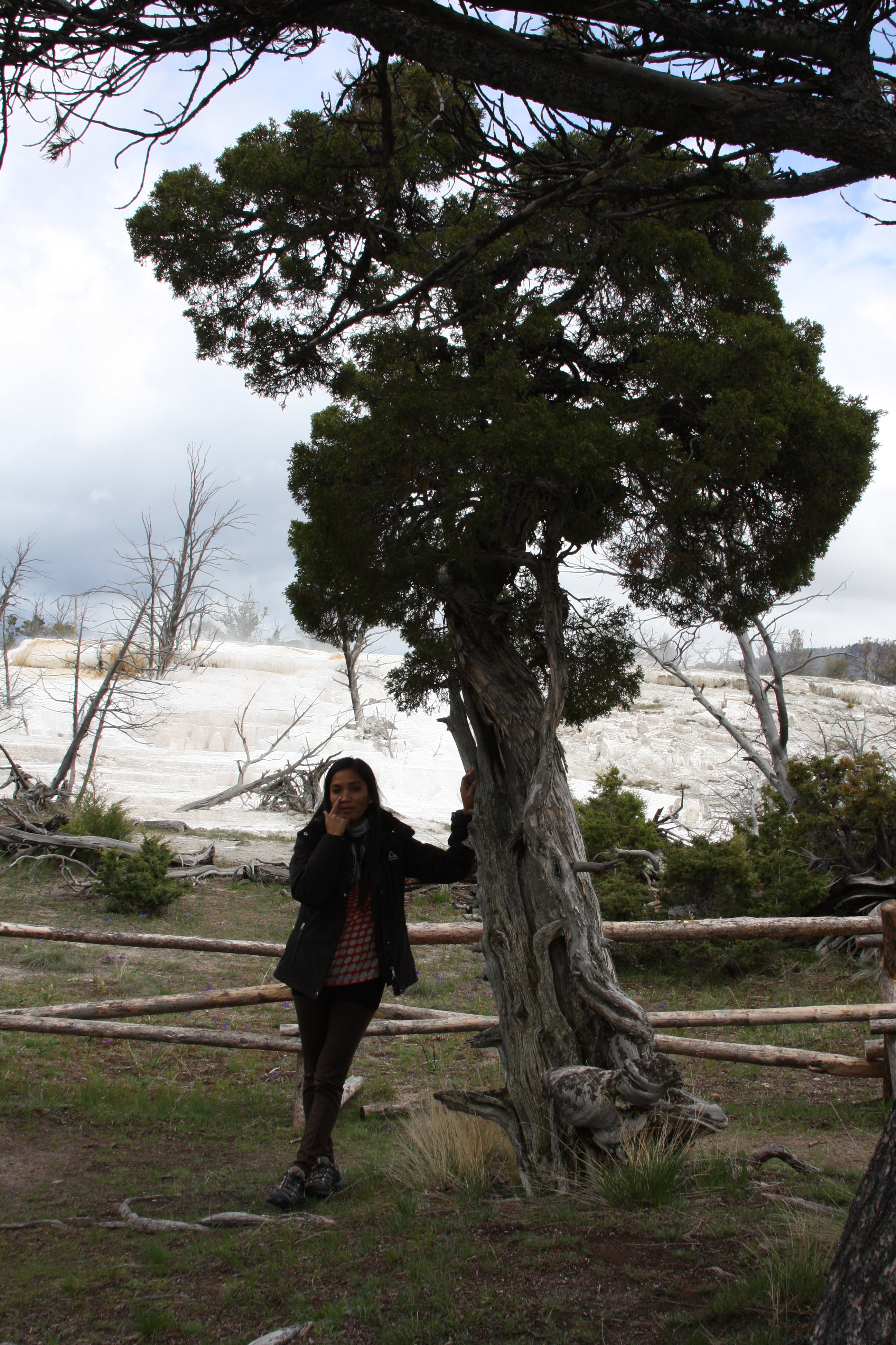 Teton, Yellowstone, May 2013 194