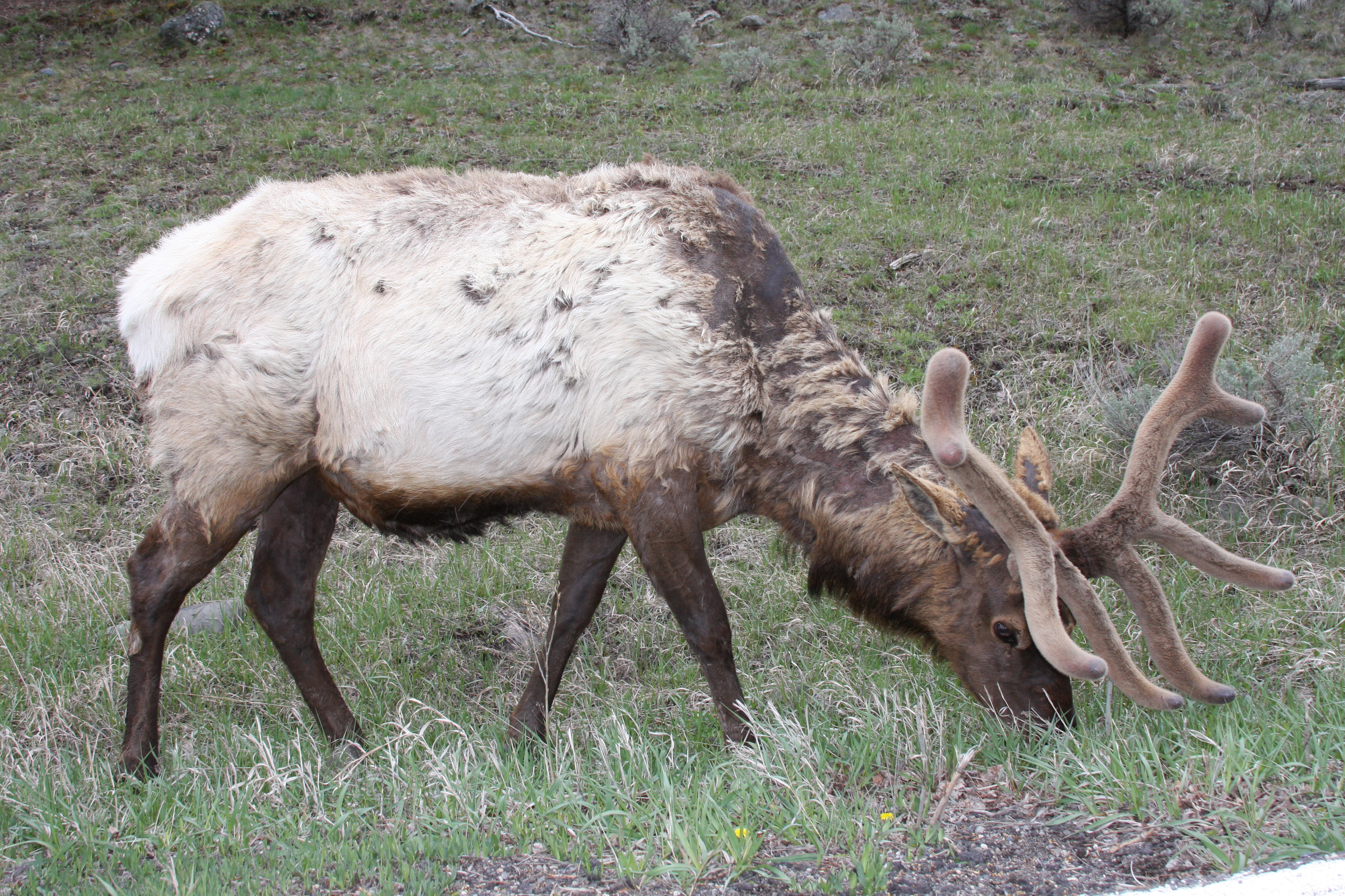 Teton, Yellowstone, May 2013 211