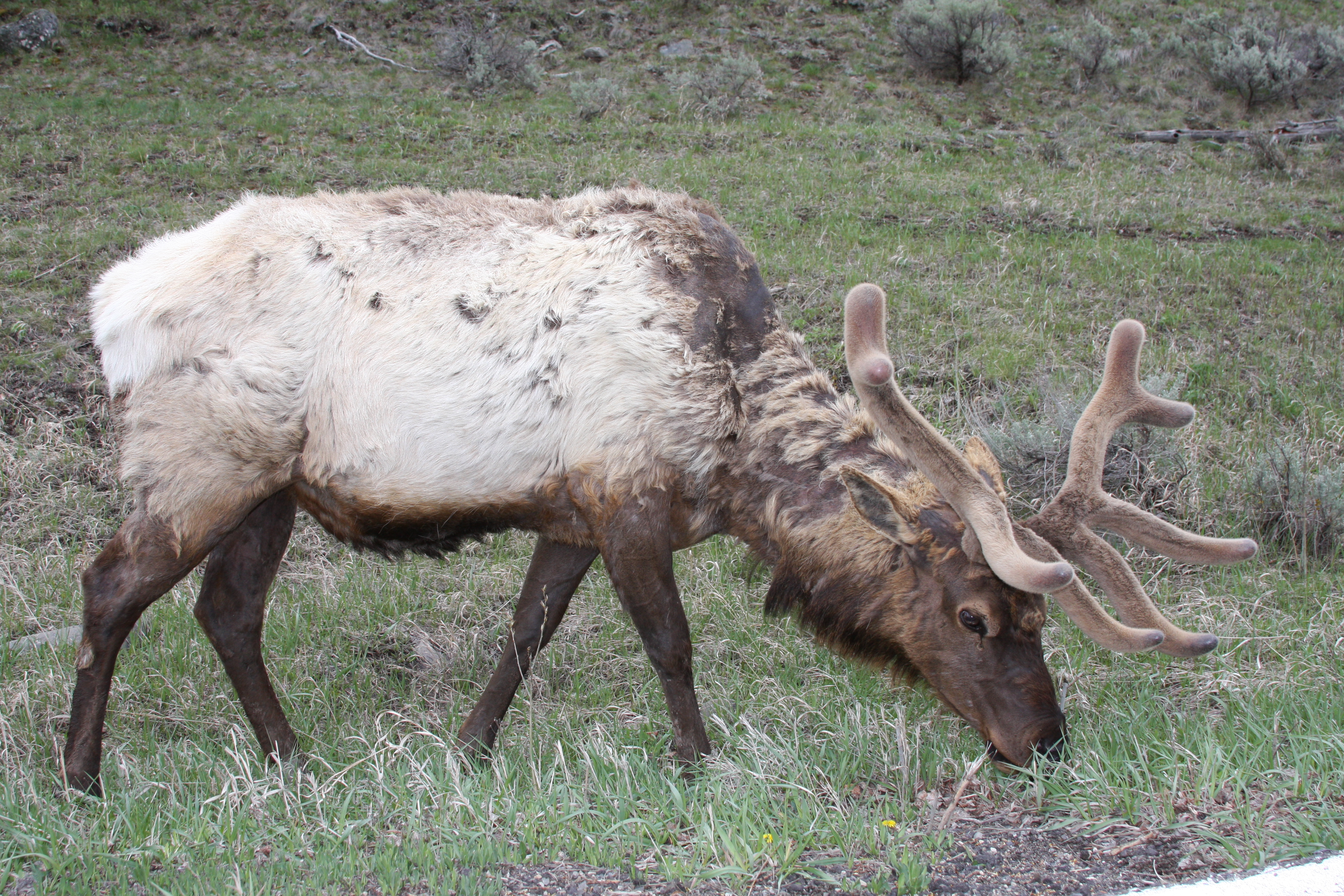 Teton, Yellowstone, May 2013 212