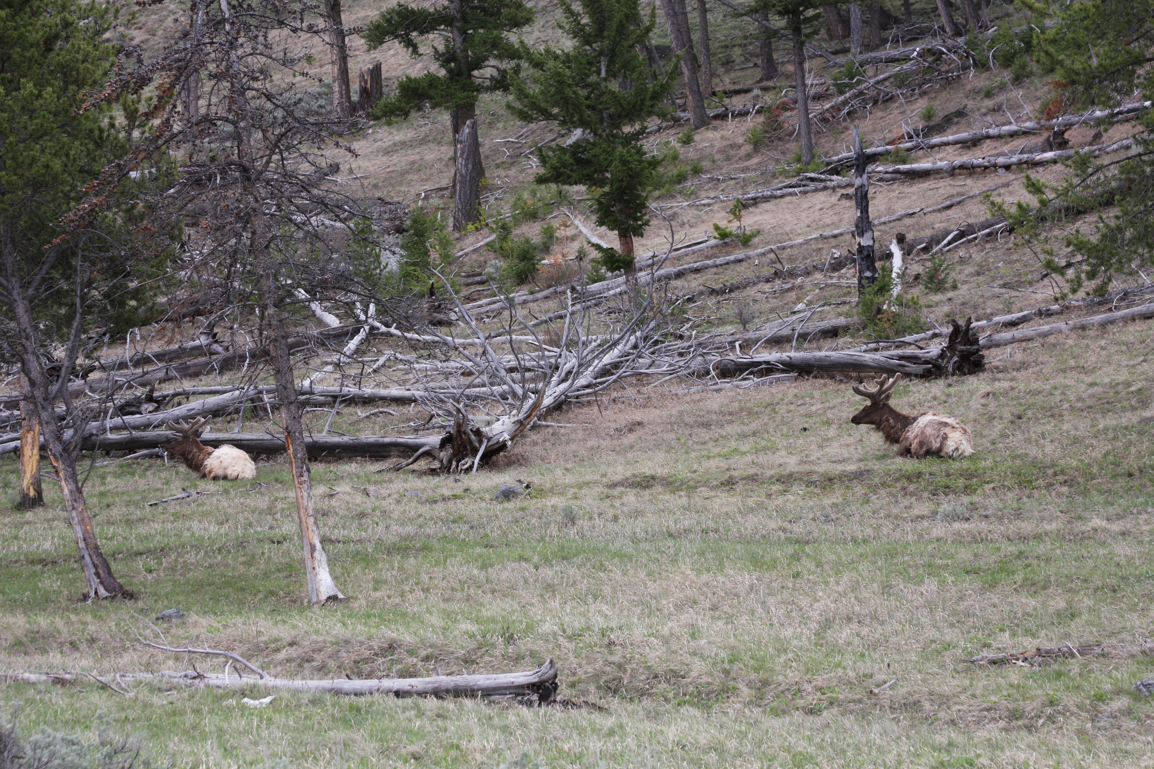 Teton, Yellowstone, May 2013 213