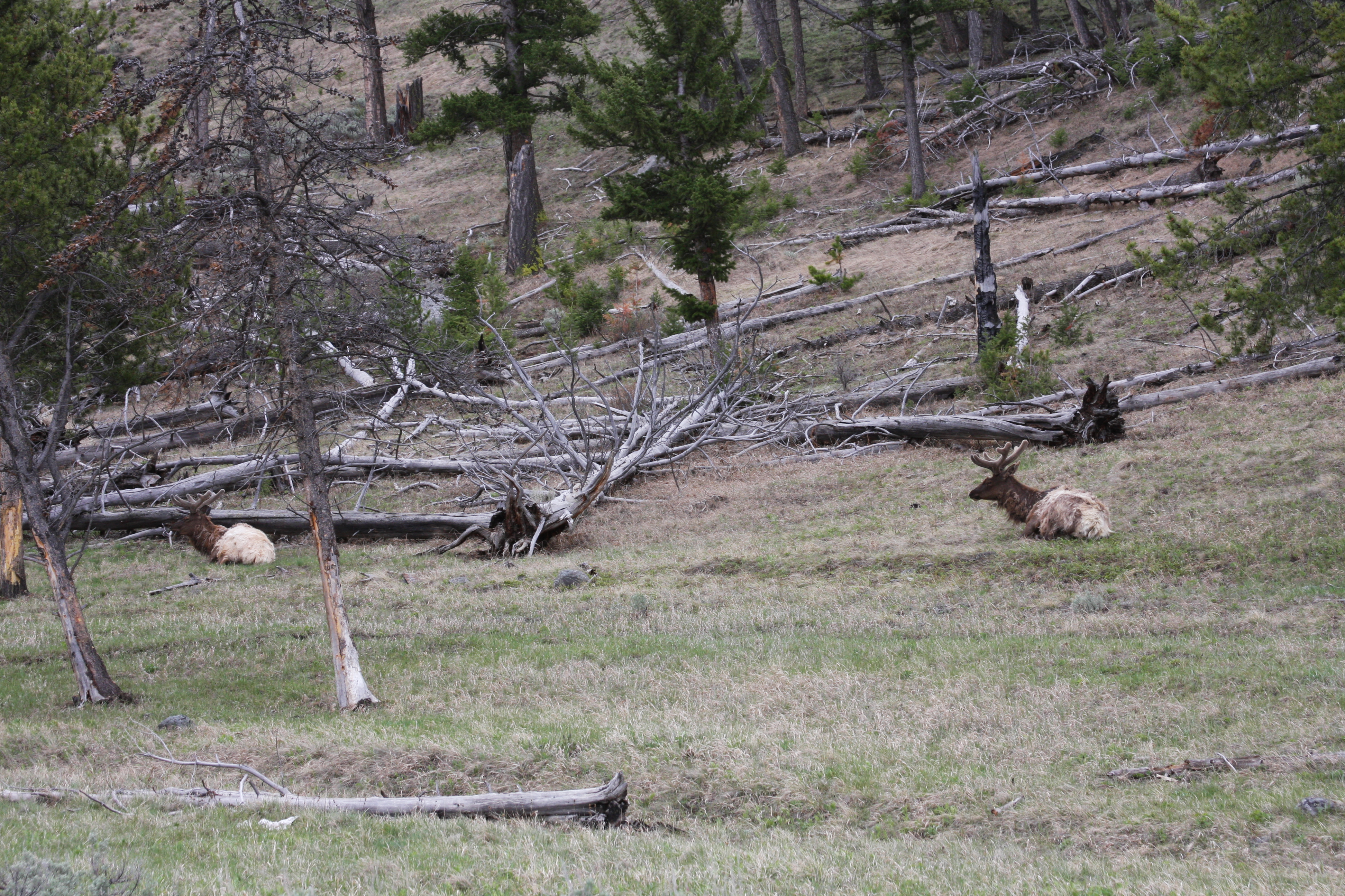 Teton, Yellowstone, May 2013 214