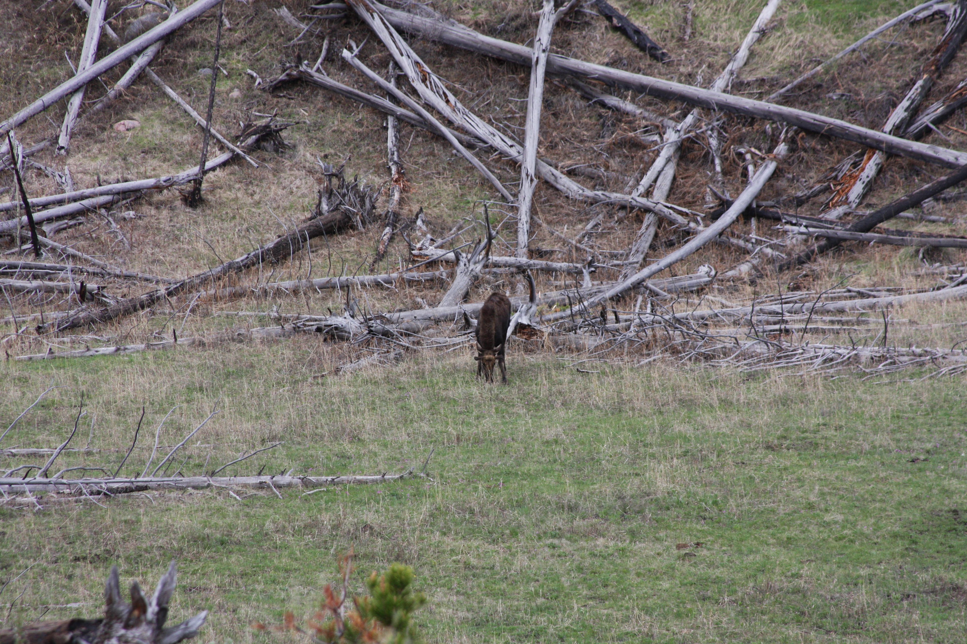 Teton, Yellowstone, May 2013 215