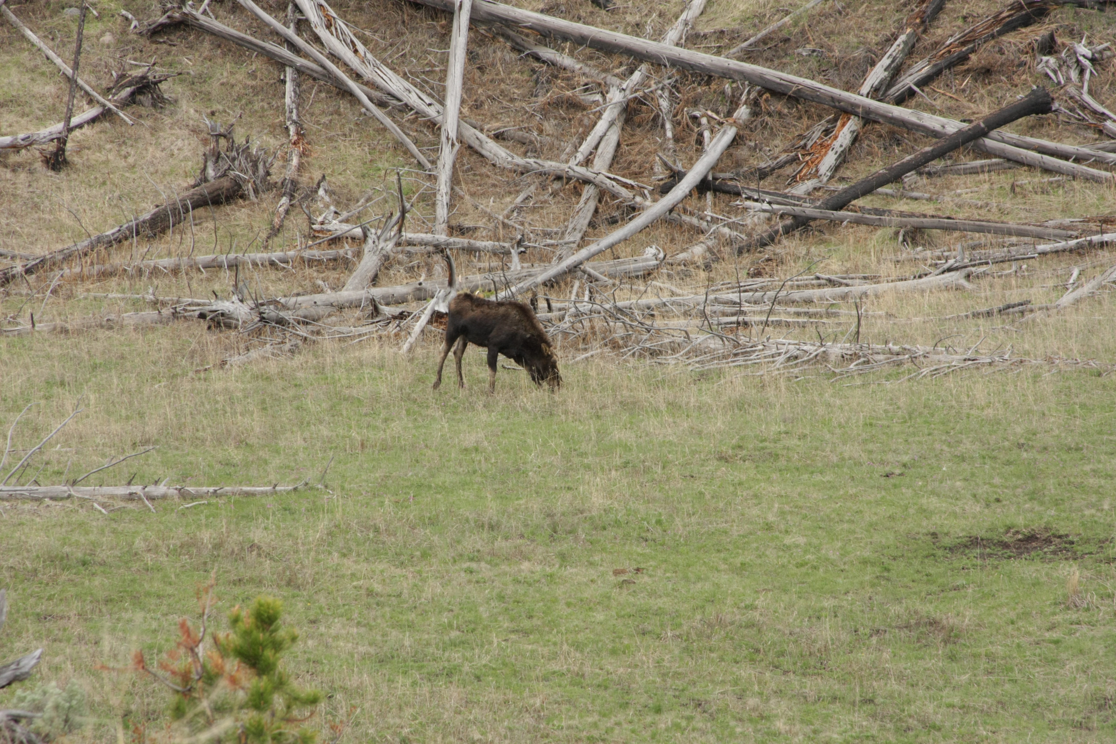 Teton, Yellowstone, May 2013 216