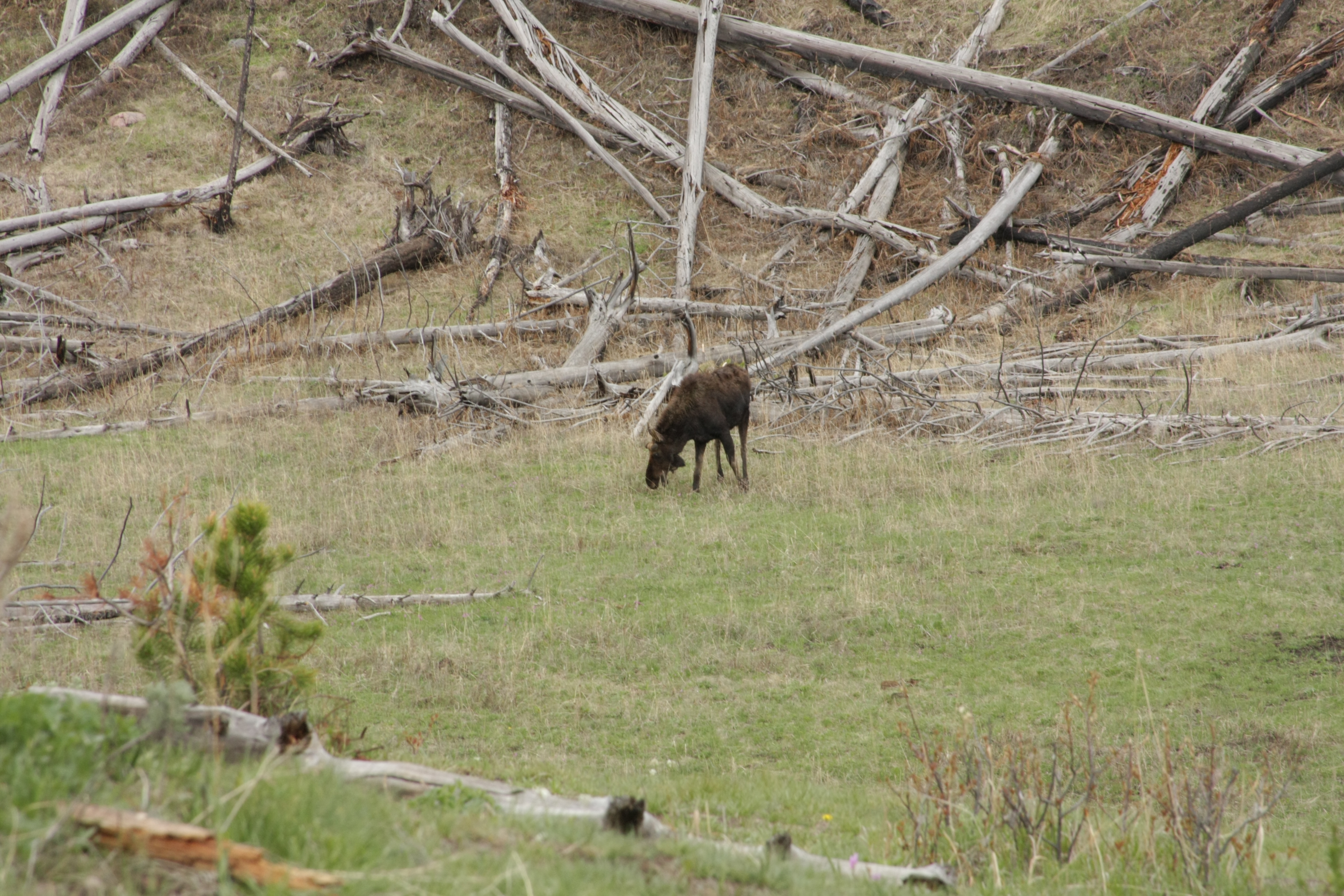 Teton, Yellowstone, May 2013 217