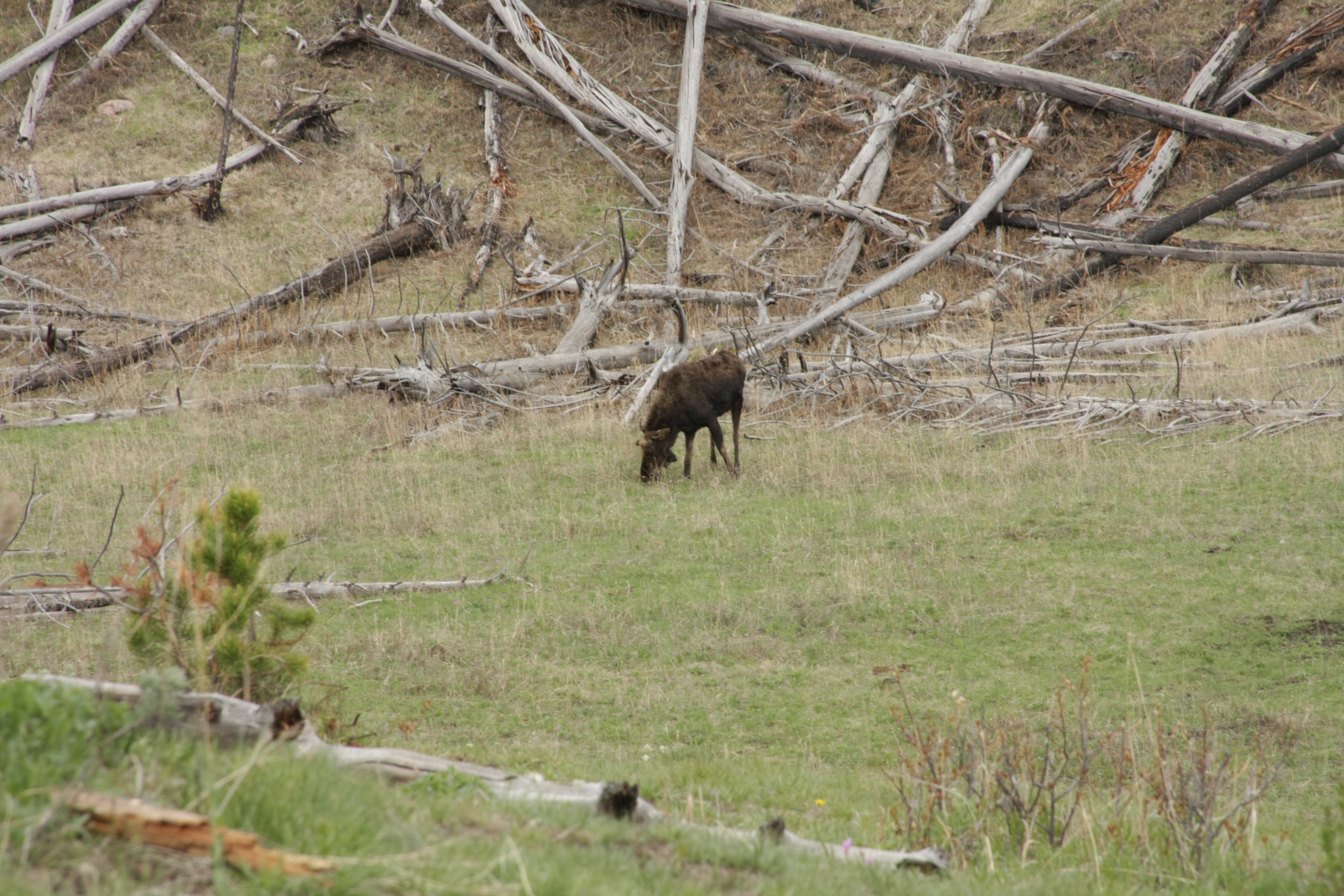 Teton, Yellowstone, May 2013 219