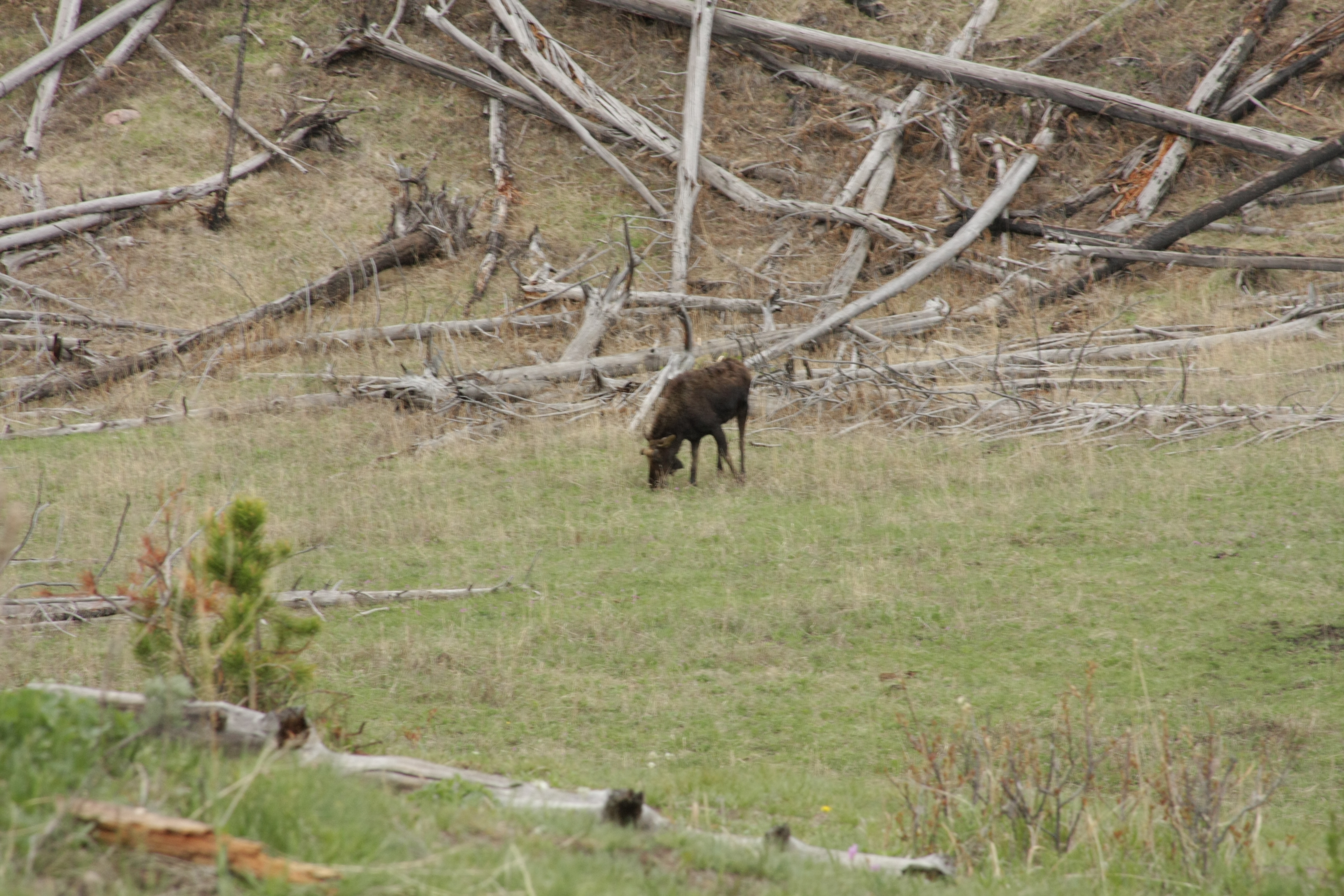 Teton, Yellowstone, May 2013 220