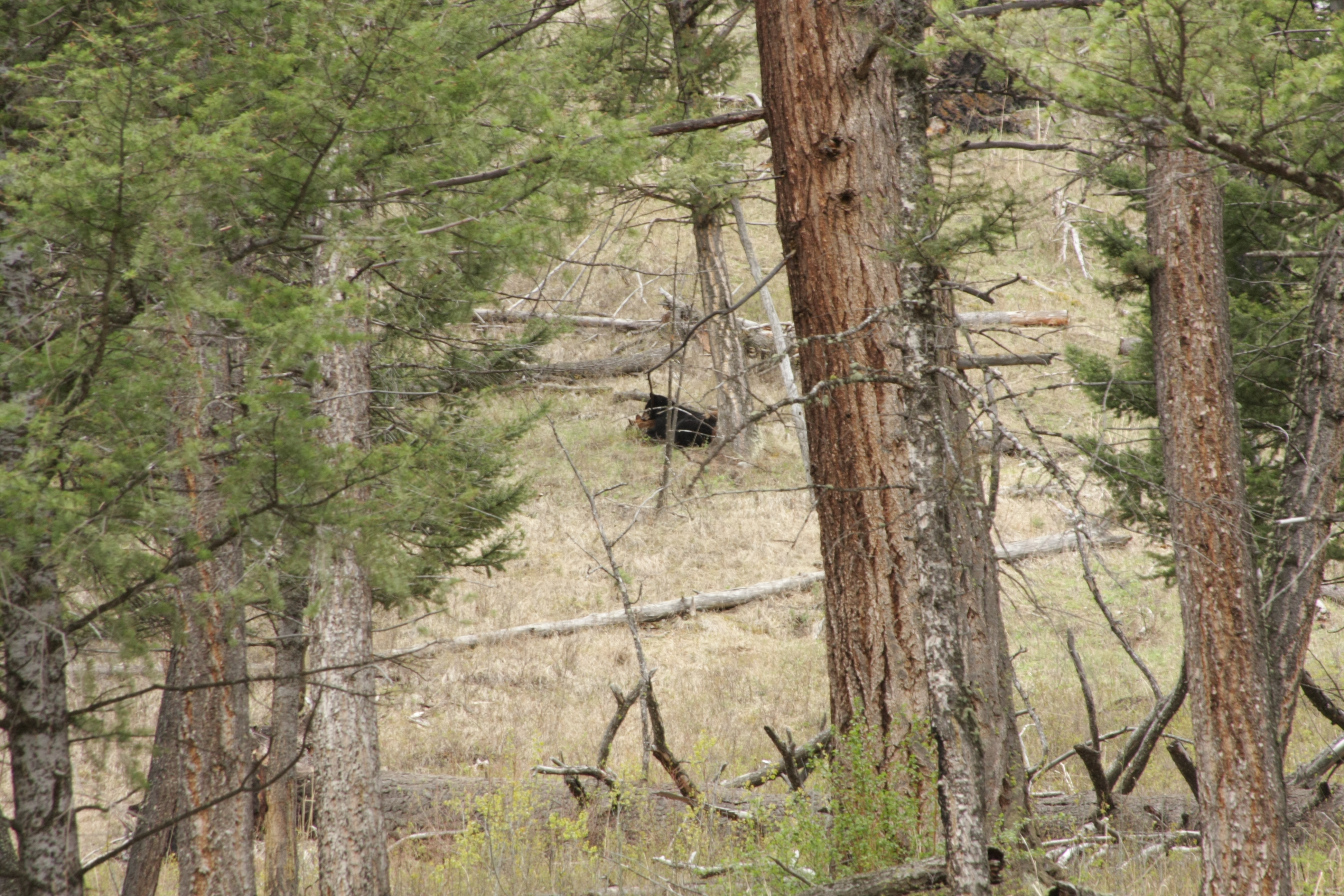 Teton, Yellowstone, May 2013 221
