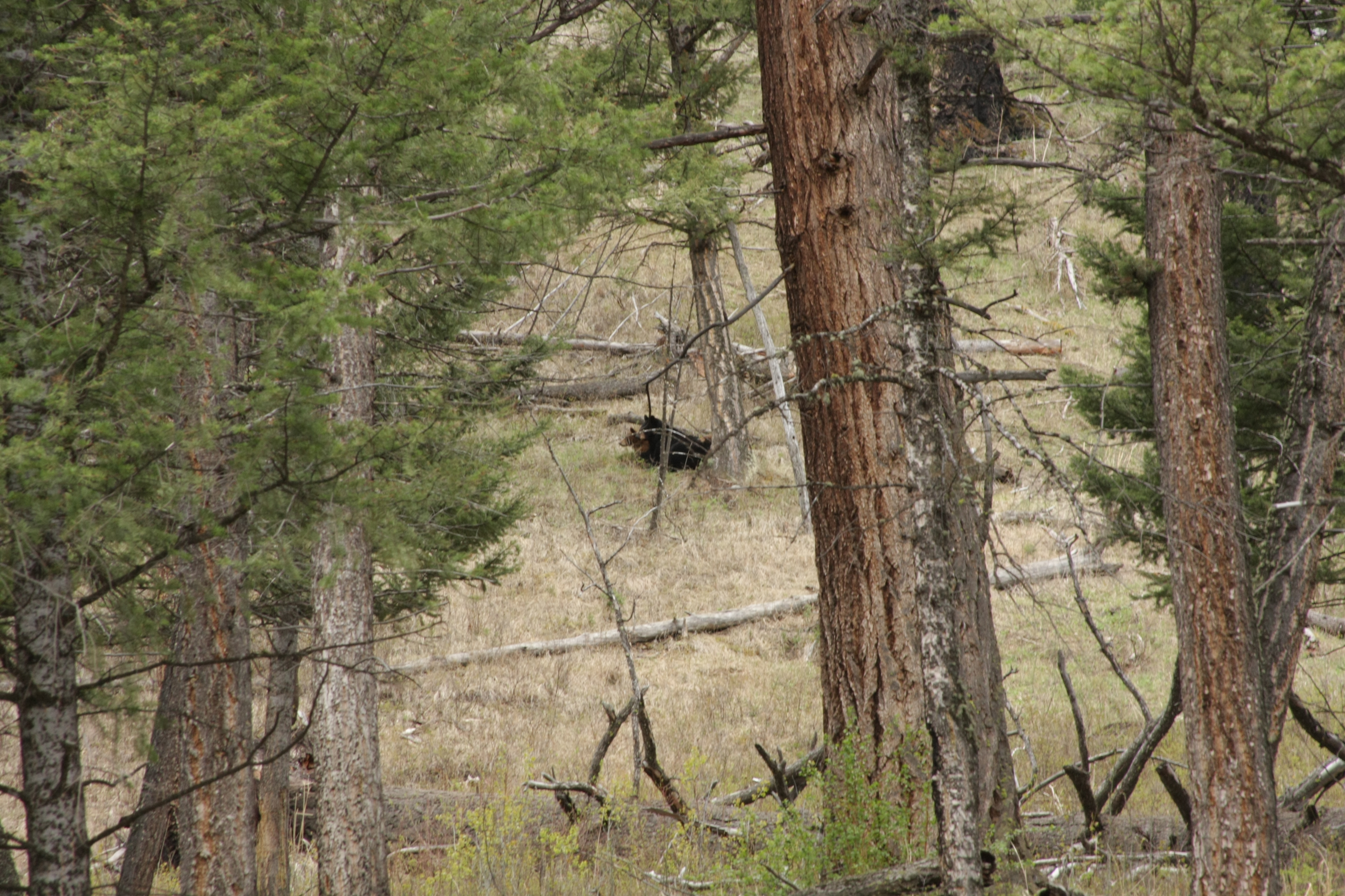 Teton, Yellowstone, May 2013 222