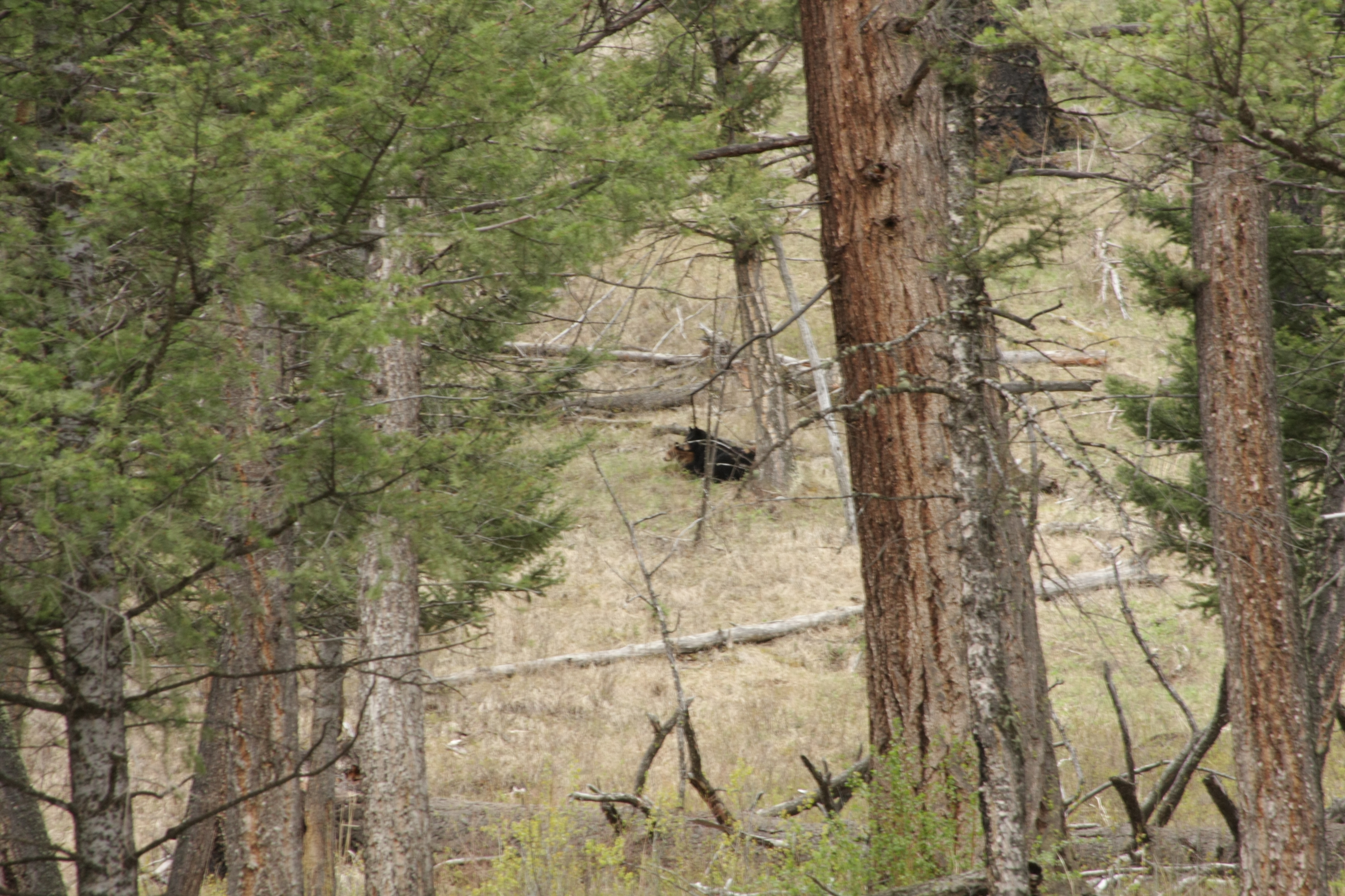 Teton, Yellowstone, May 2013 223