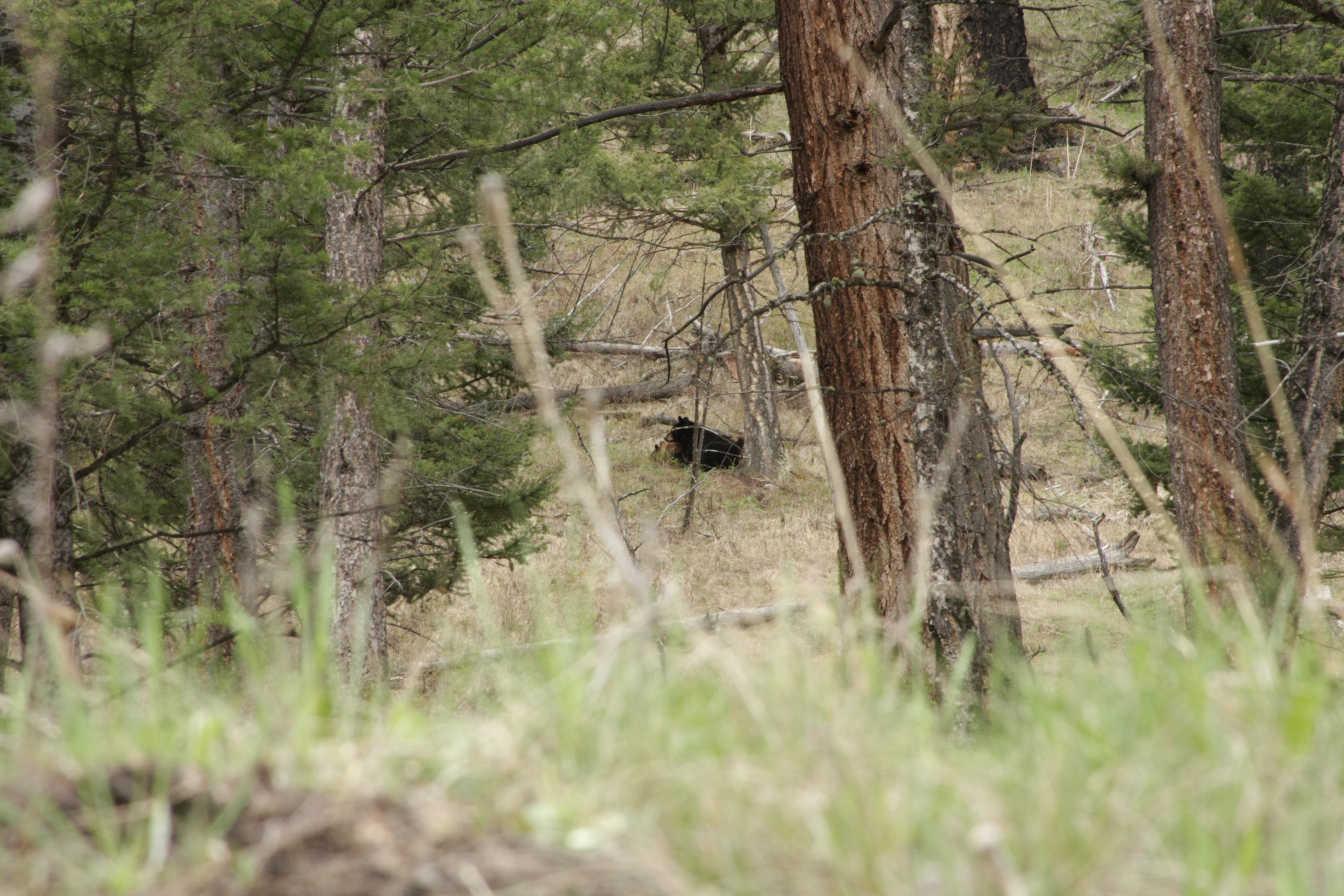 Teton, Yellowstone, May 2013 225