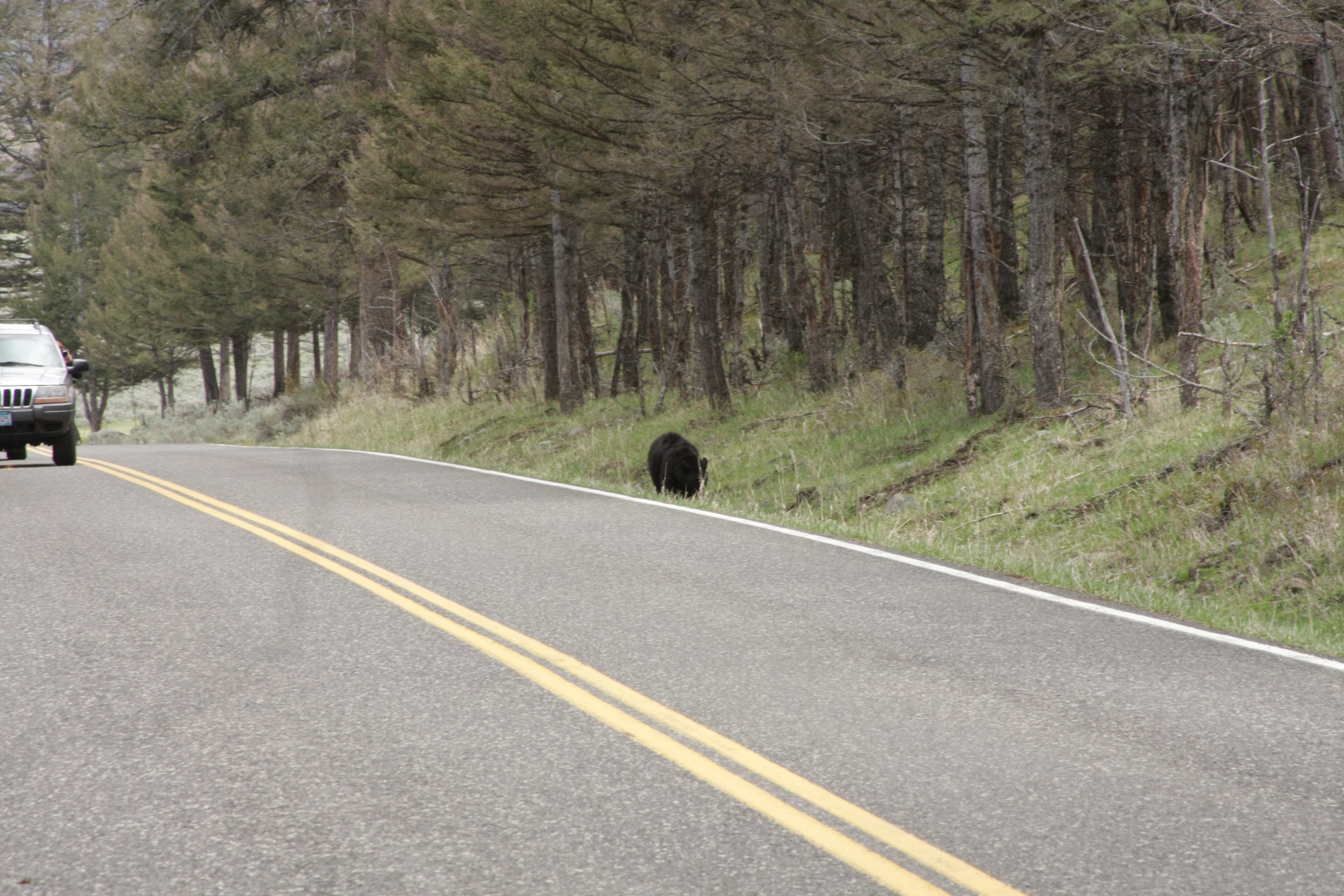 Teton, Yellowstone, May 2013 228