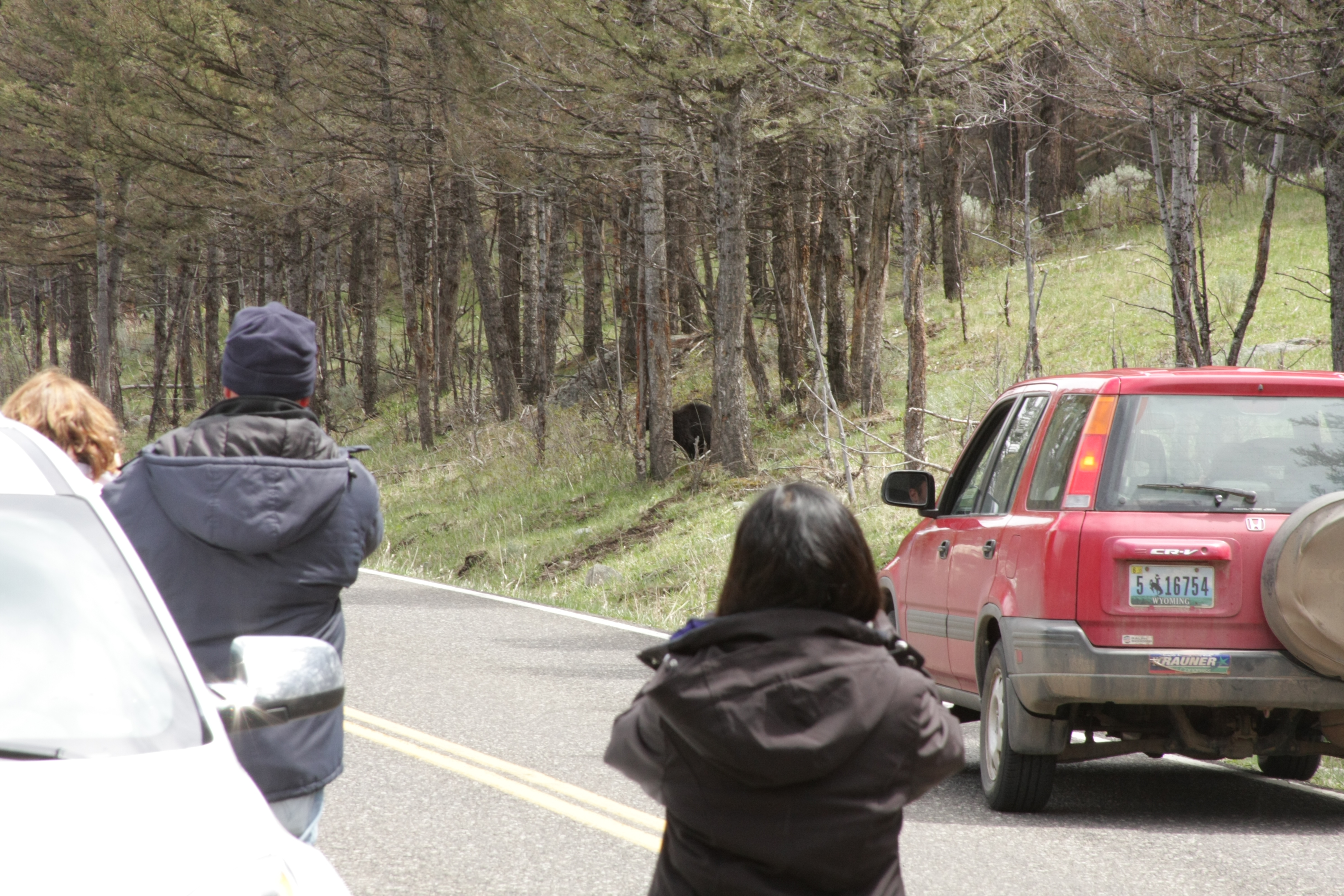 Teton, Yellowstone, May 2013 229
