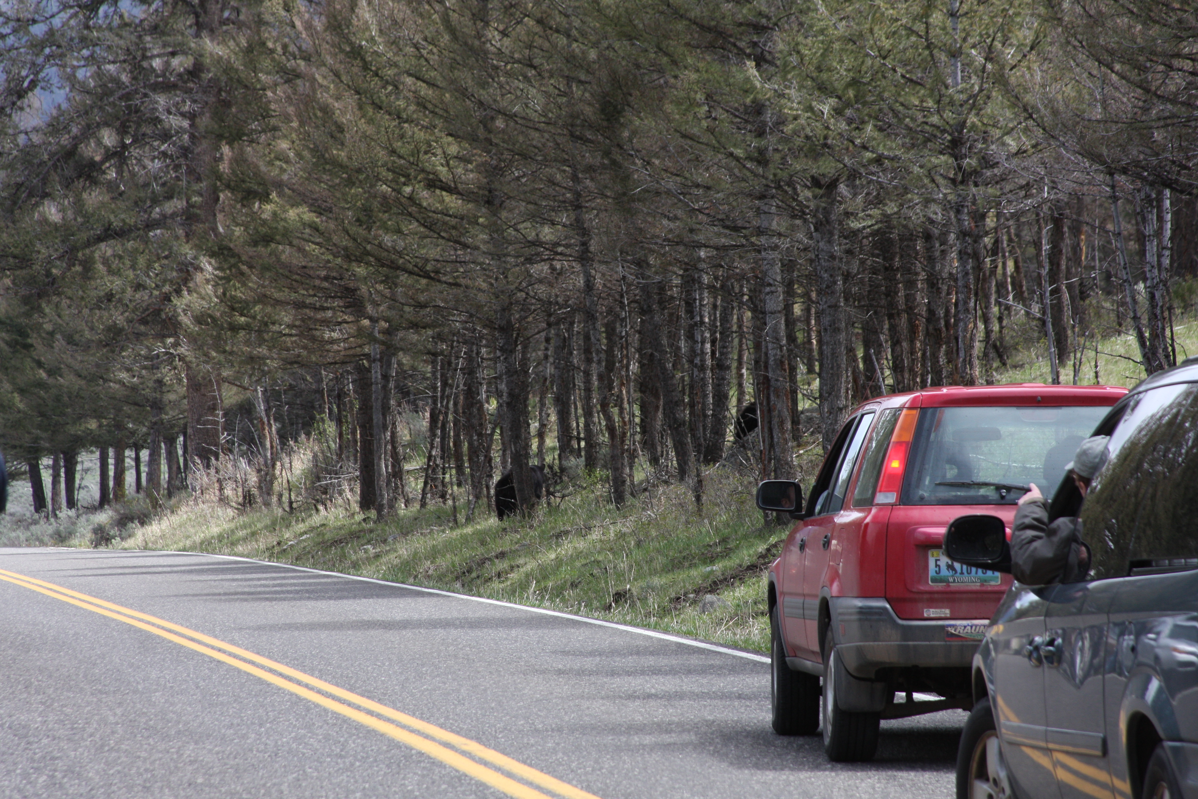 Teton, Yellowstone, May 2013 240