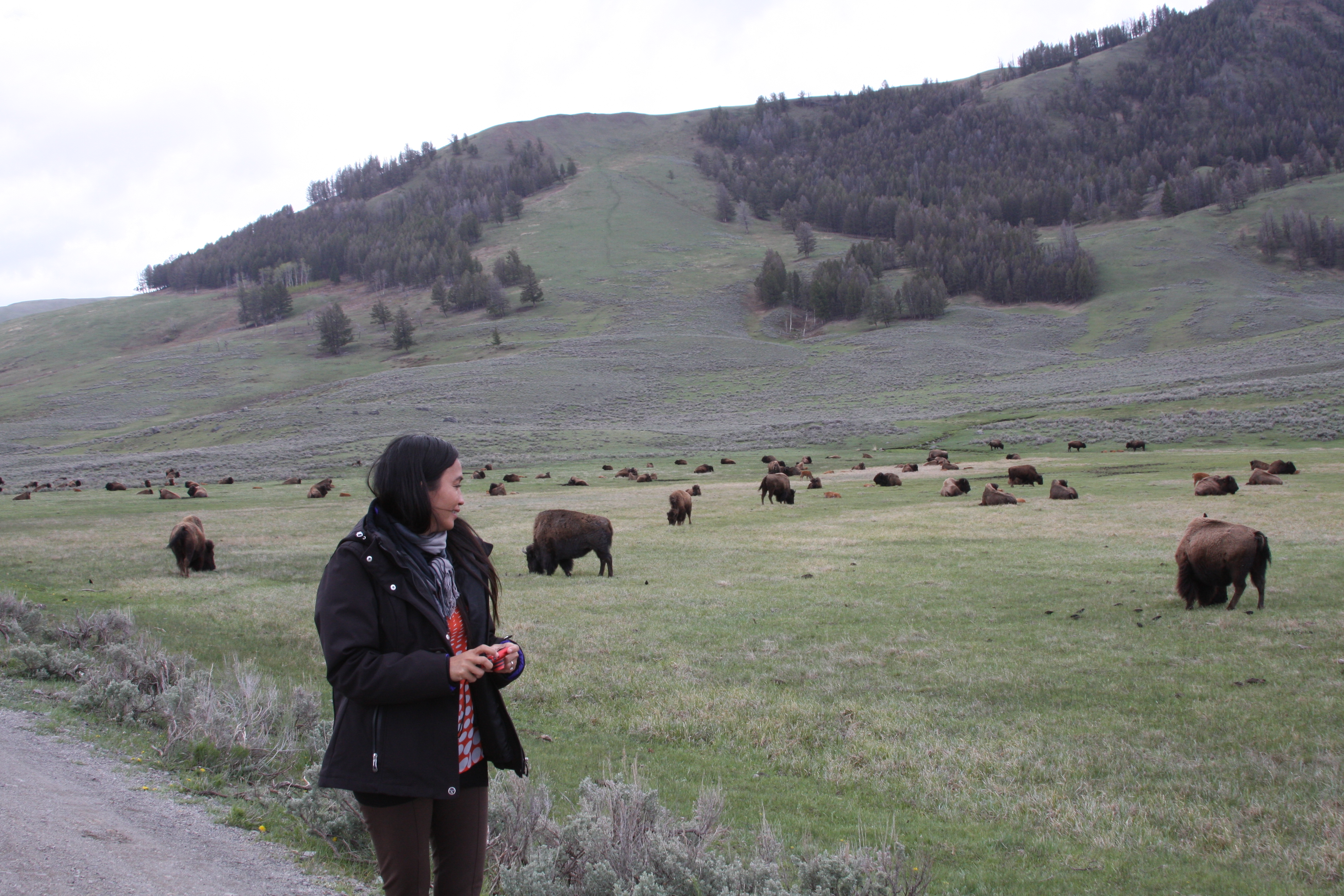 Teton, Yellowstone, May 2013 247