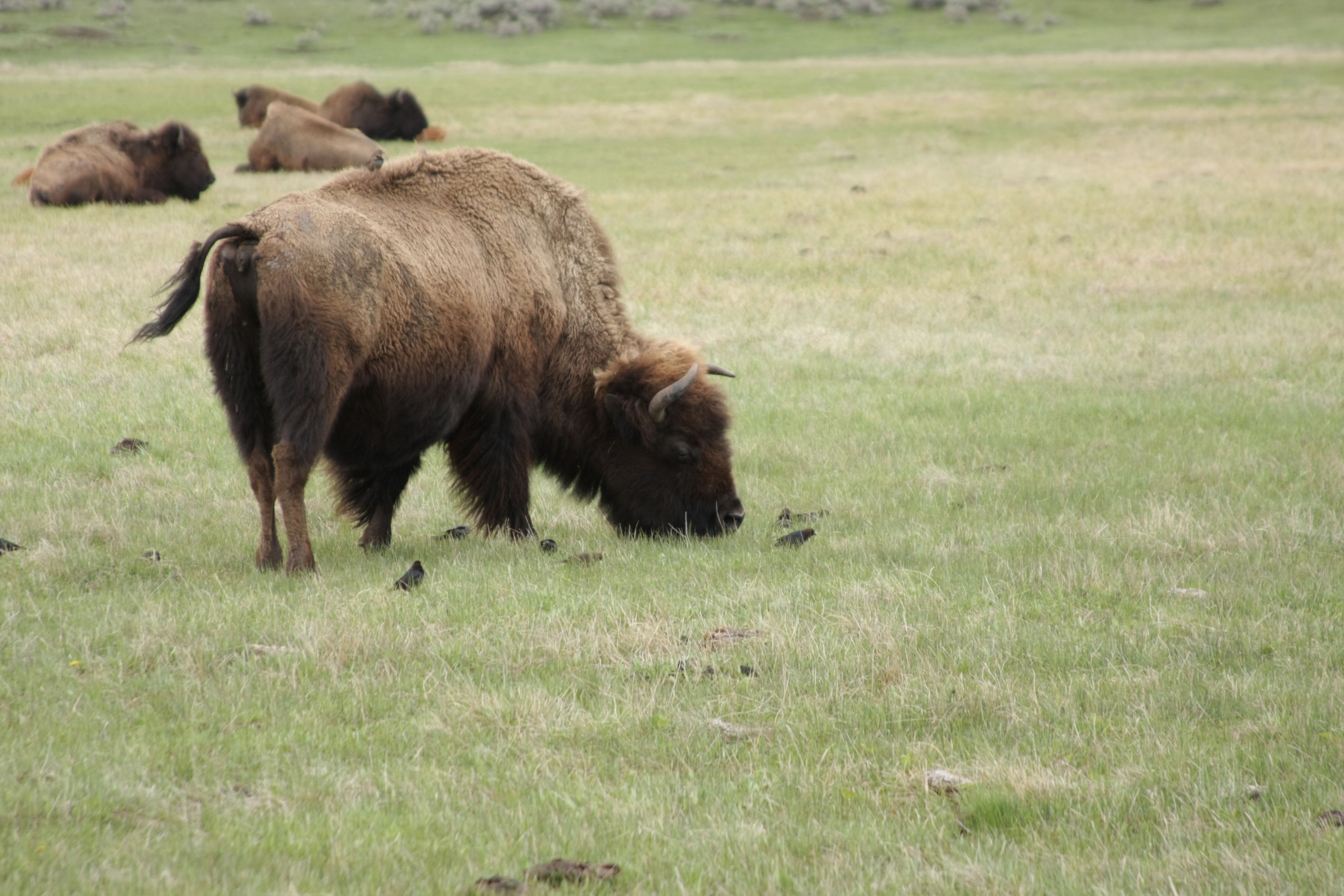 Teton, Yellowstone, May 2013 254