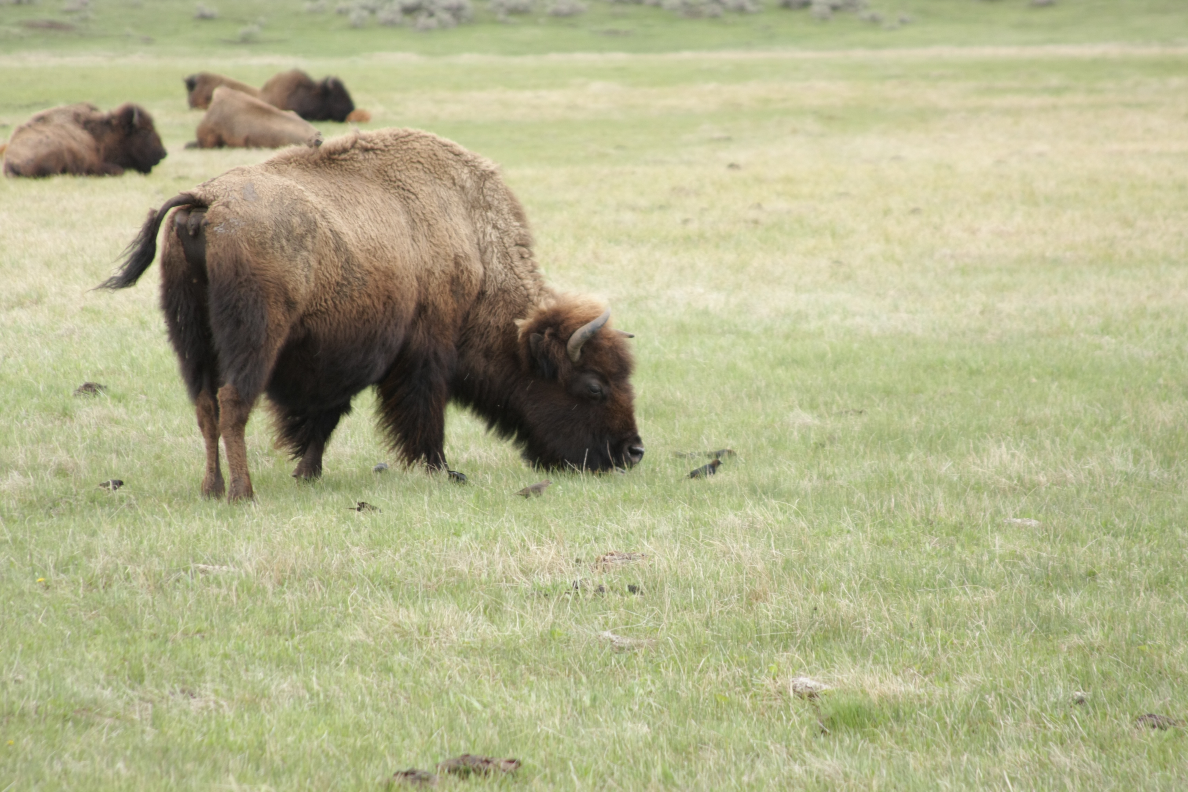 Teton, Yellowstone, May 2013 255