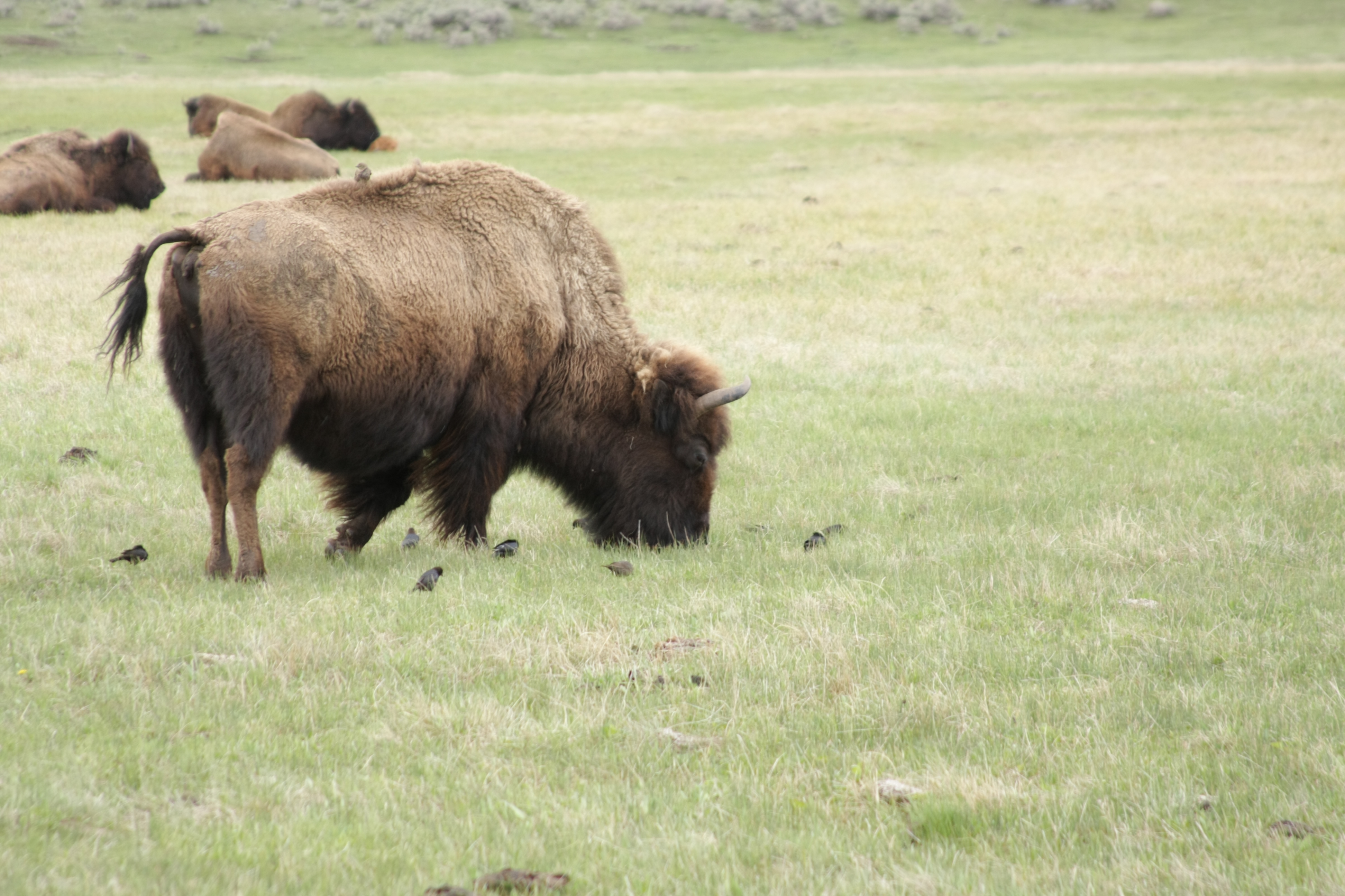 Teton, Yellowstone, May 2013 256