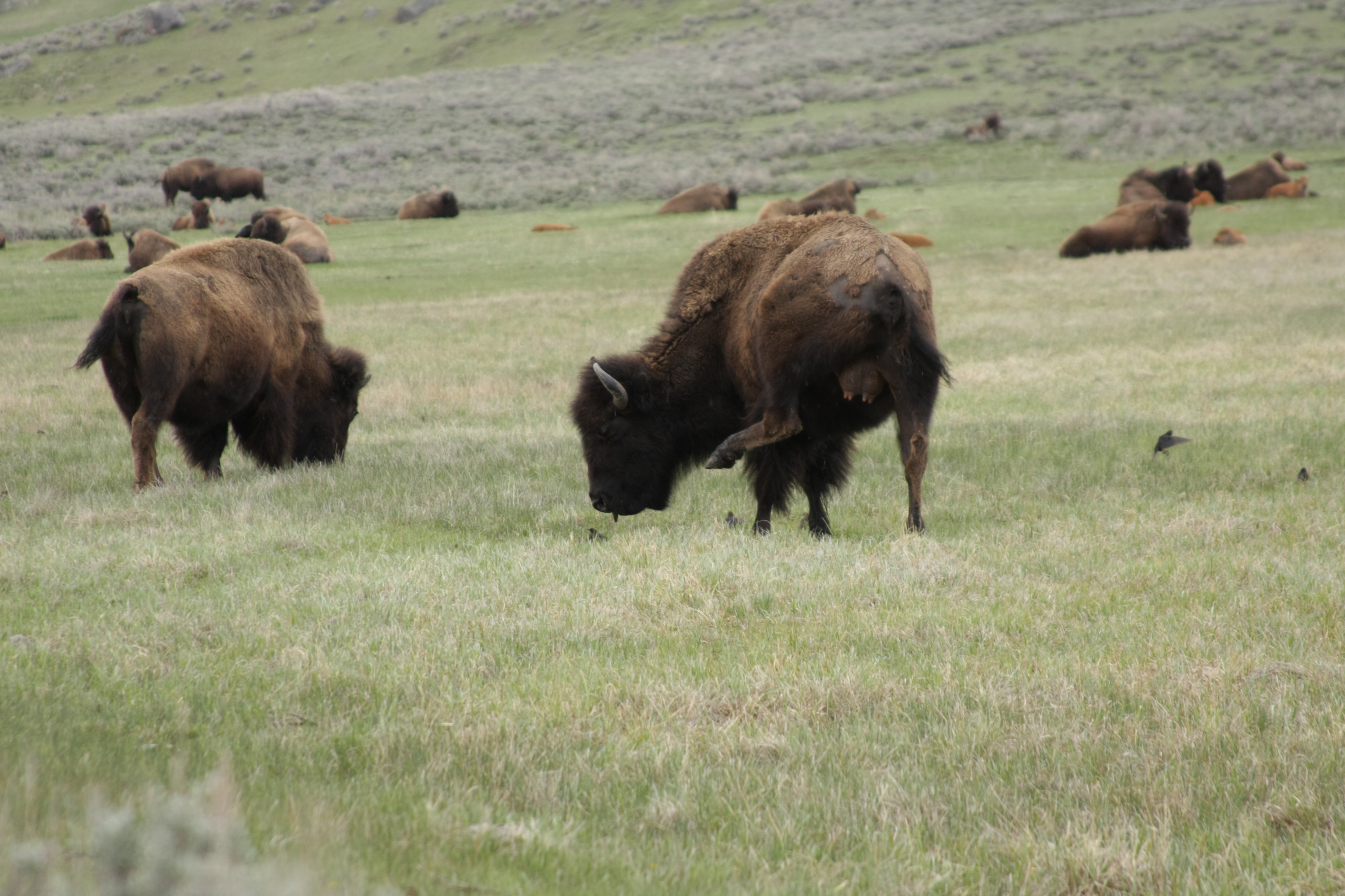 Teton, Yellowstone, May 2013 257