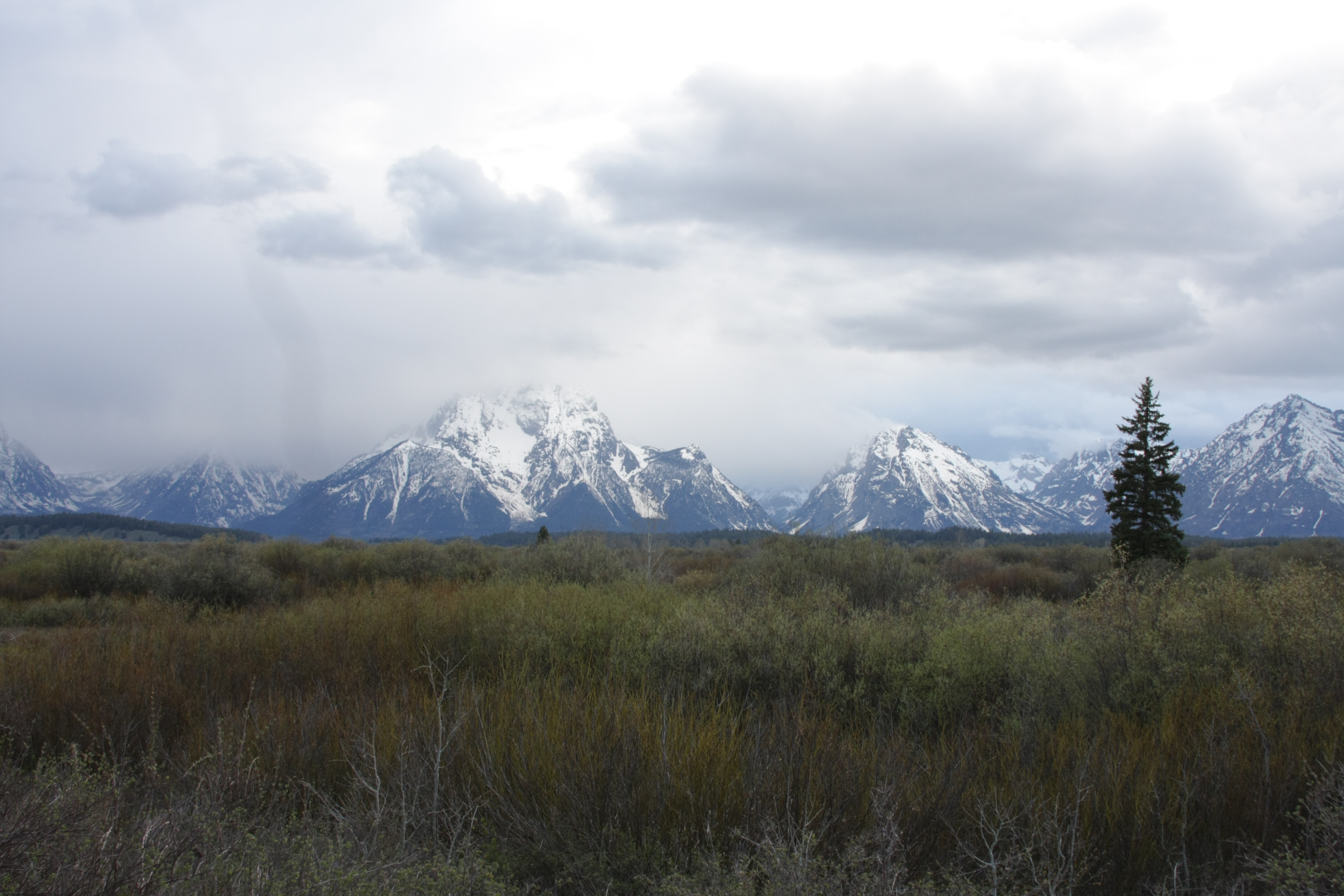 Teton, Yellowstone, May 2013 295