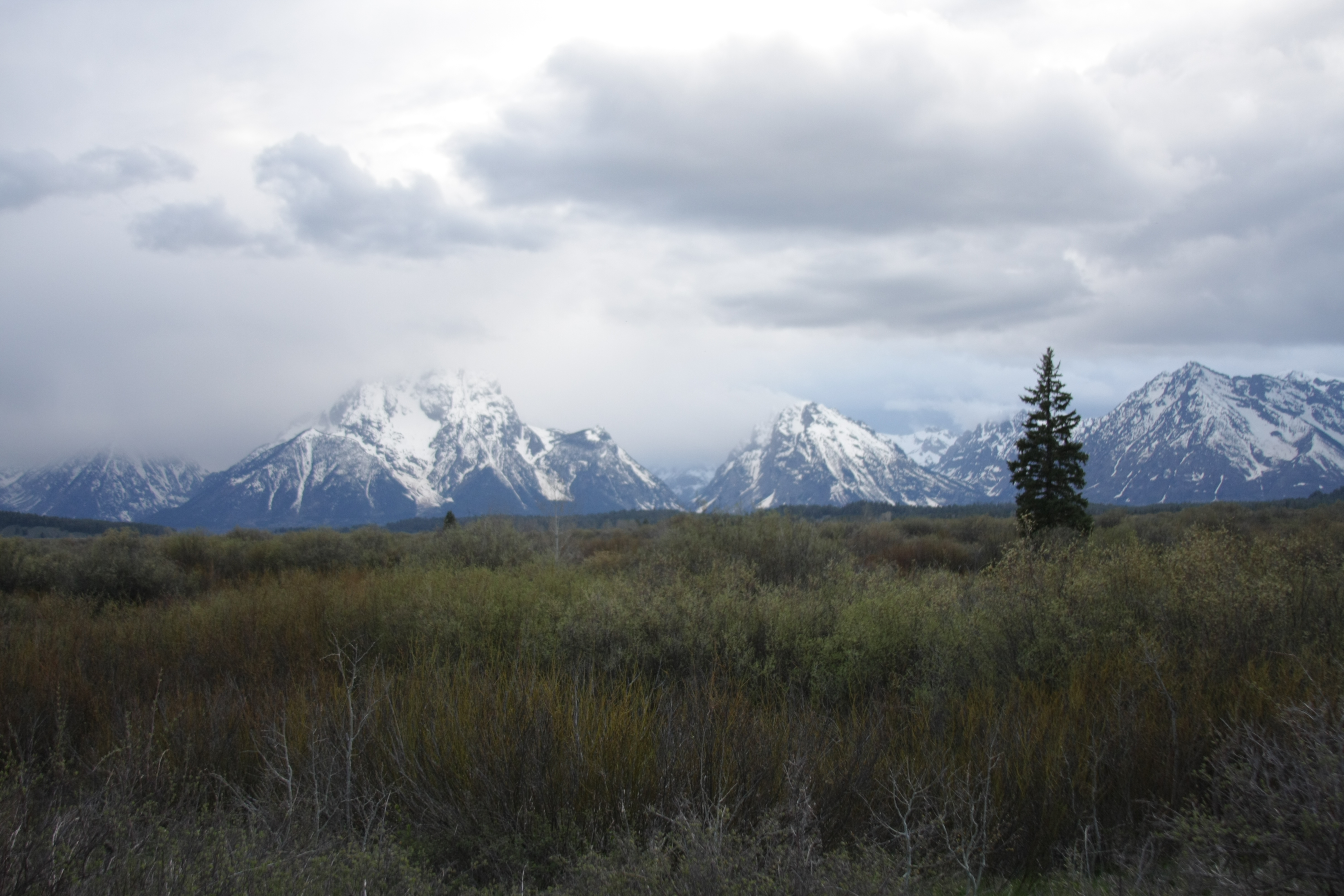 Teton, Yellowstone, May 2013 296