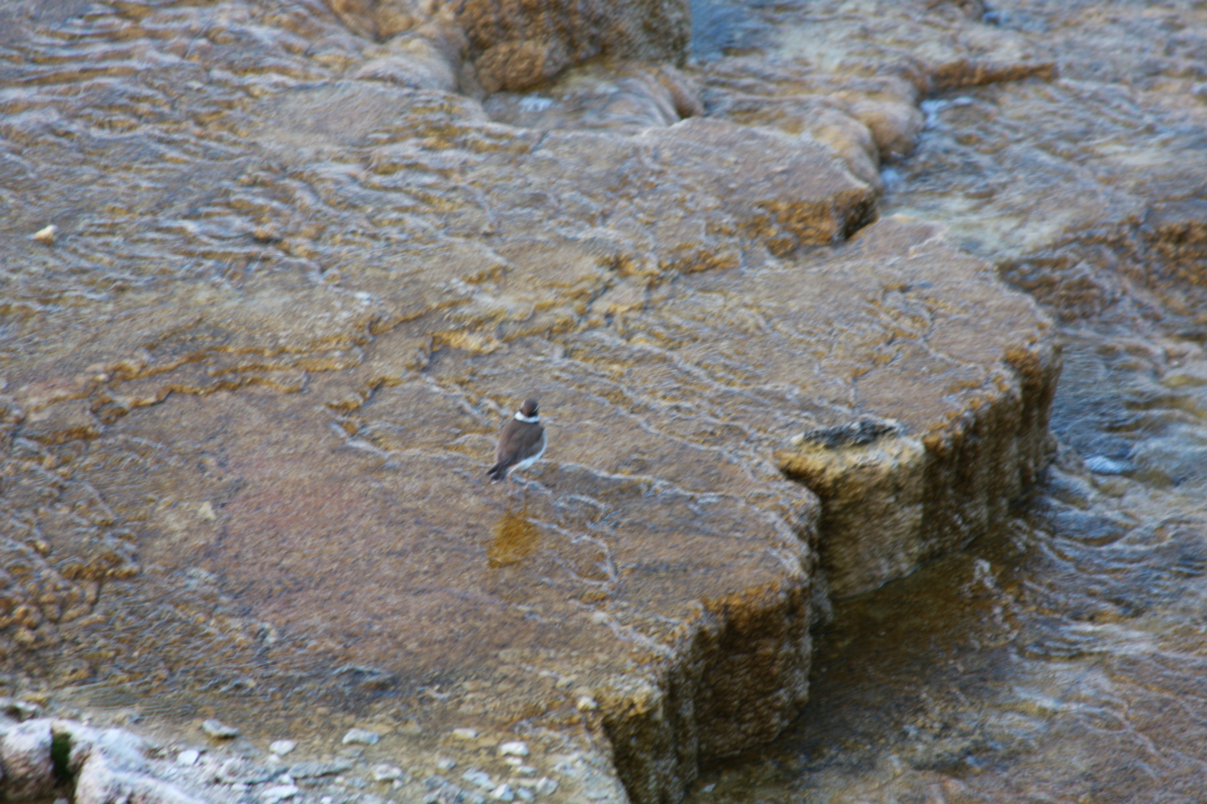 Yellowstone Day 2 045