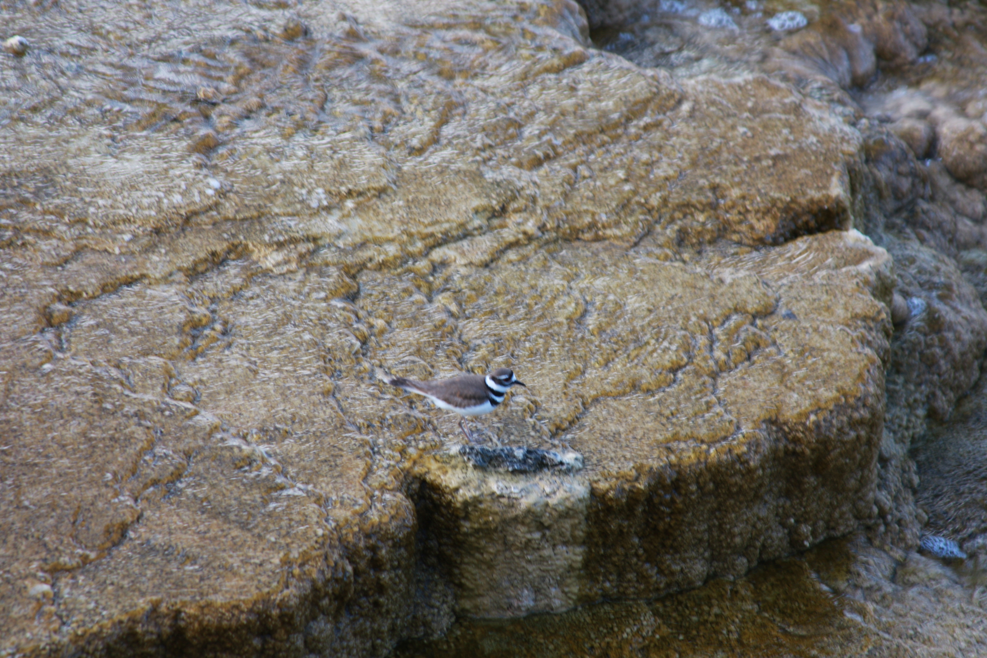 Yellowstone Day 2 046