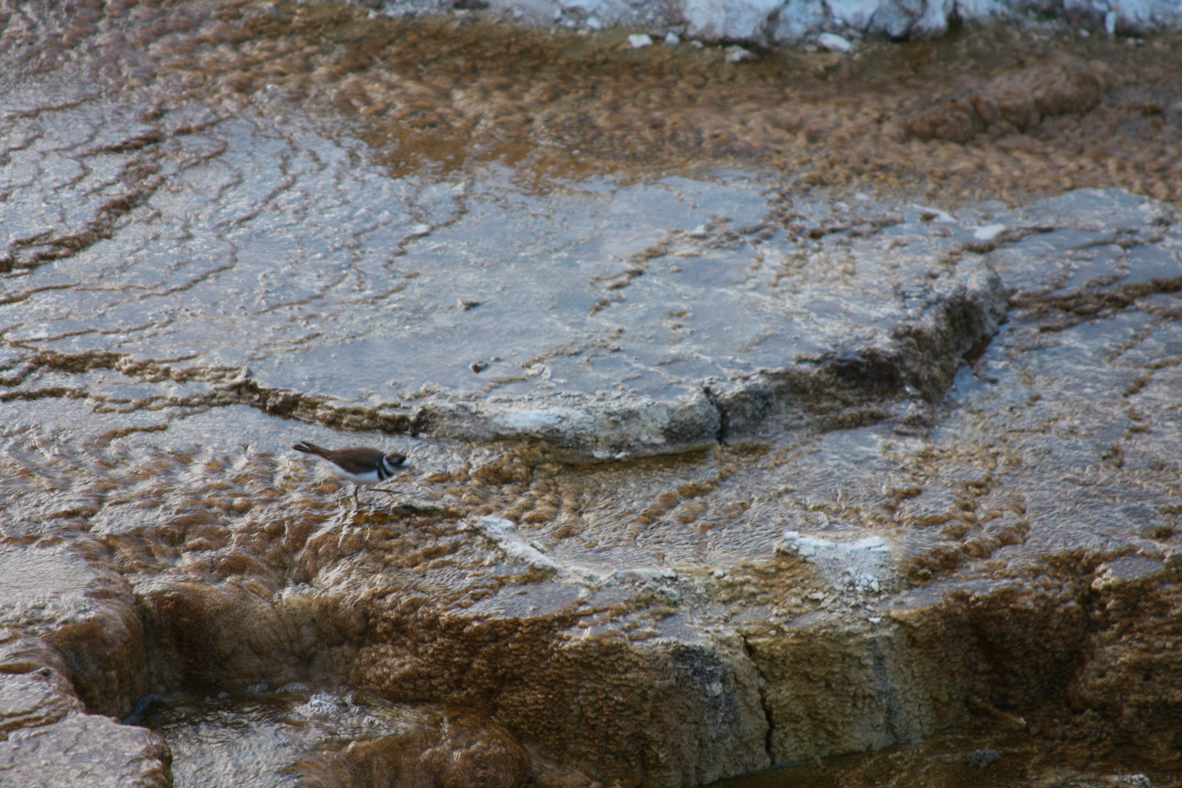 Yellowstone Day 2 047