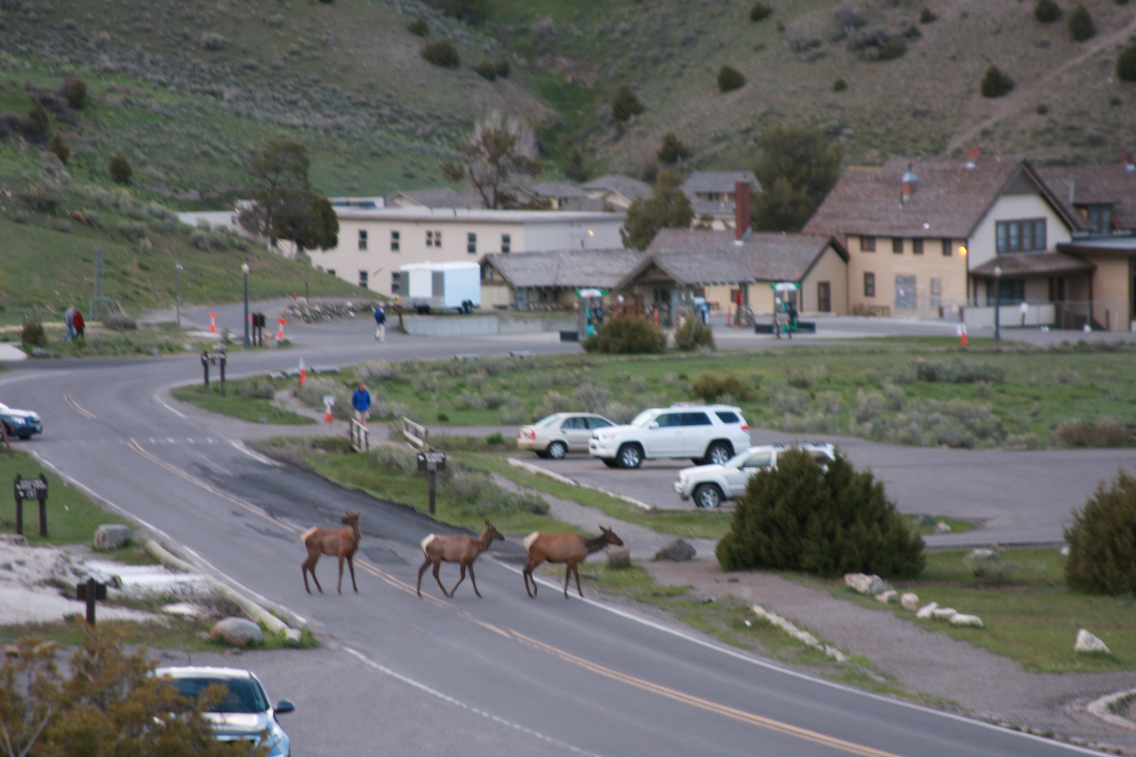 Yellowstone Day 2 054