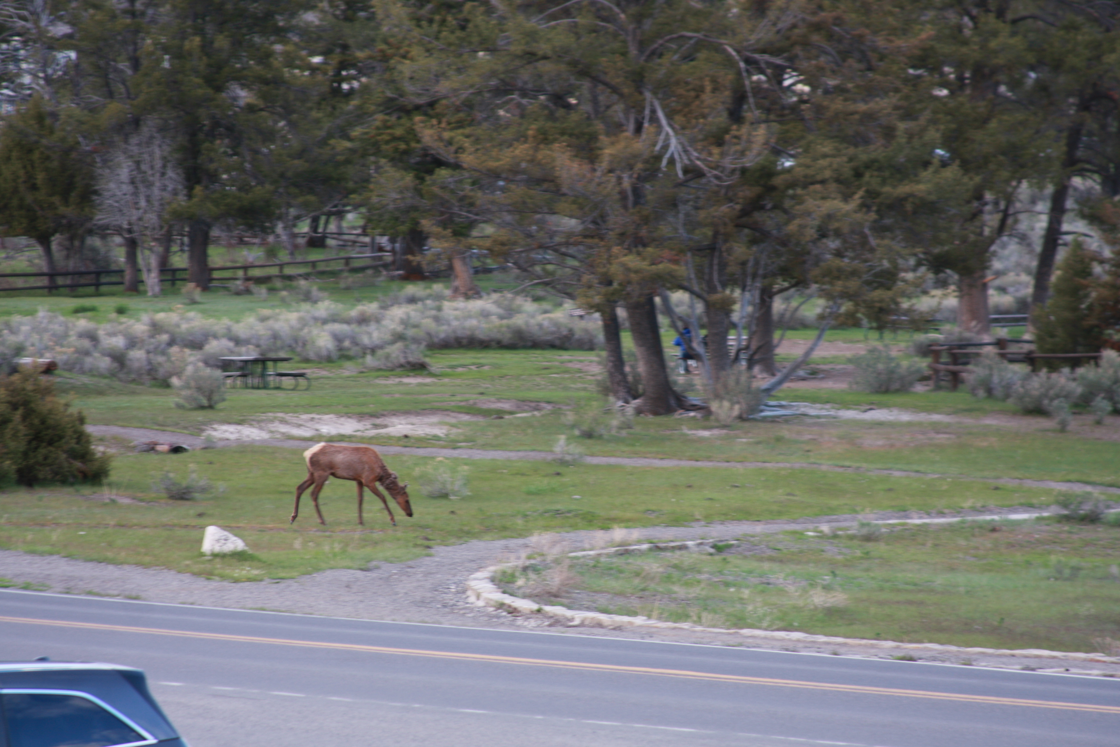 Yellowstone Day 2 055
