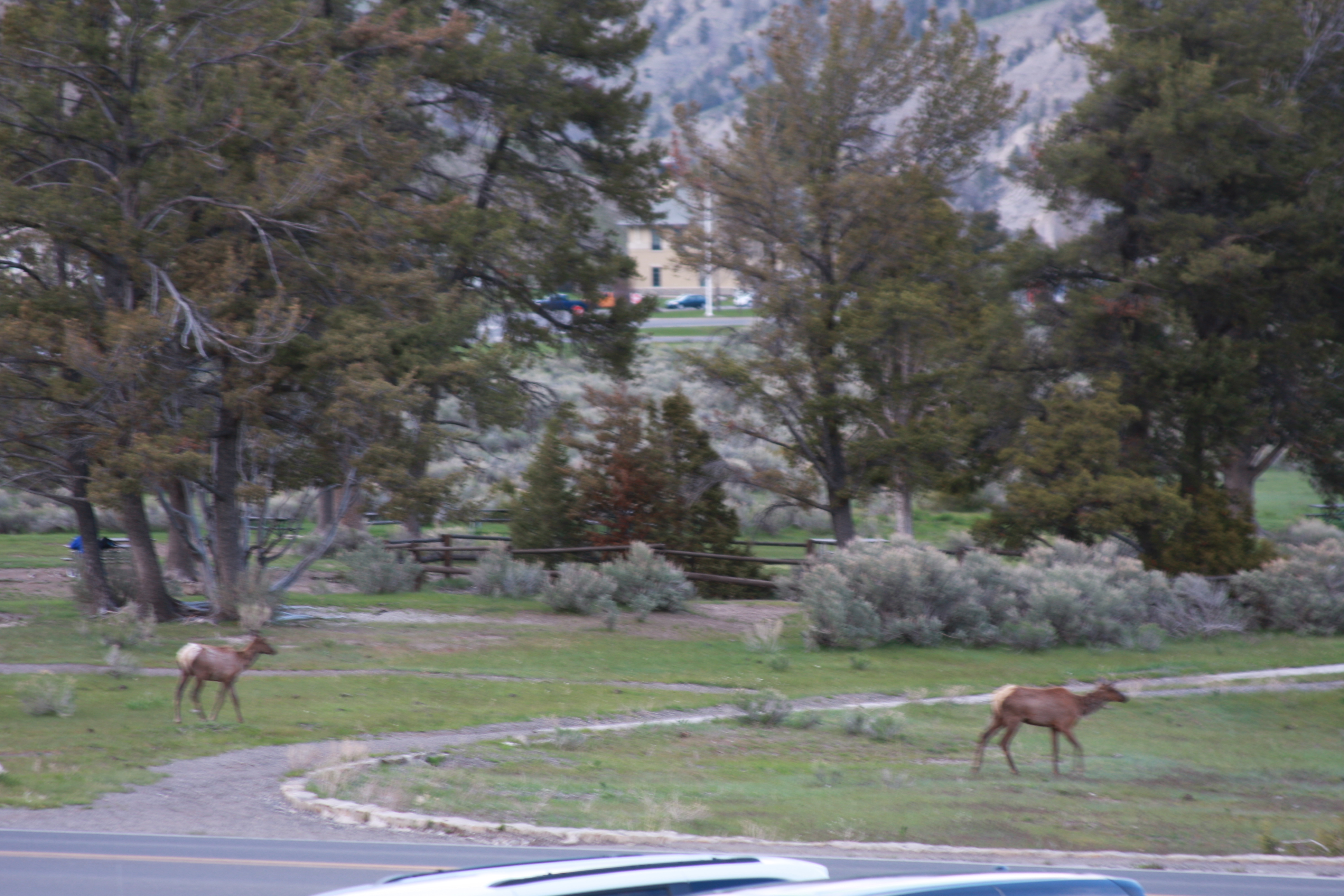 Yellowstone Day 2 056