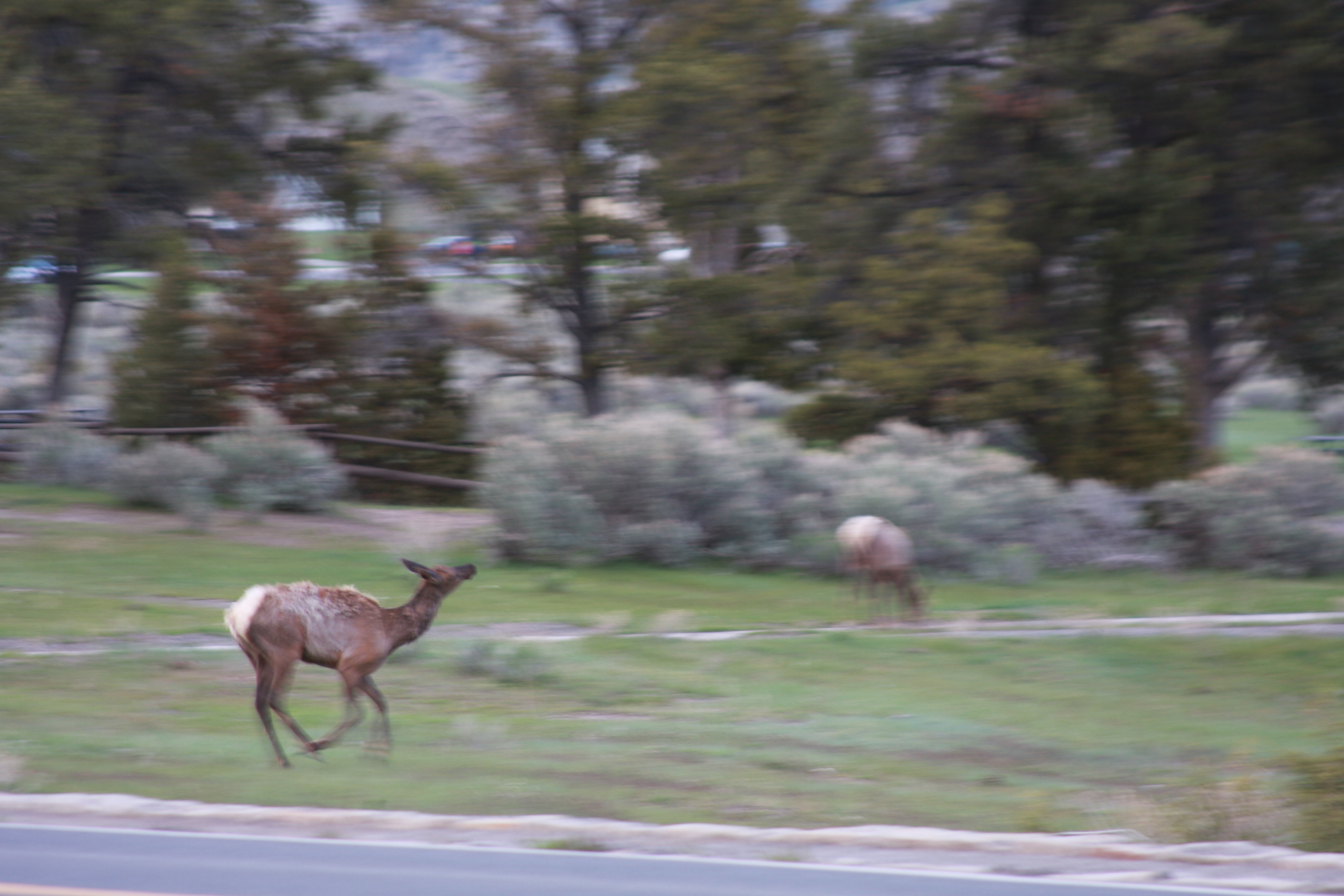 Yellowstone Day 2 058