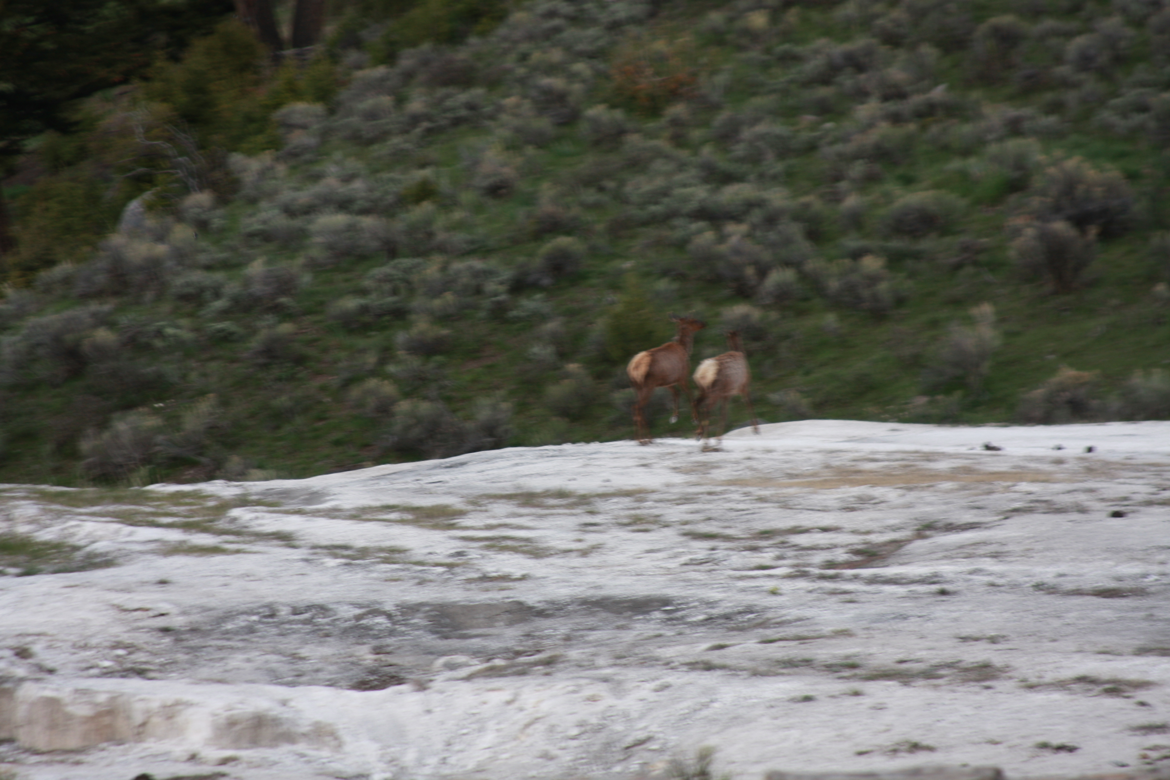 Yellowstone Day 2 059