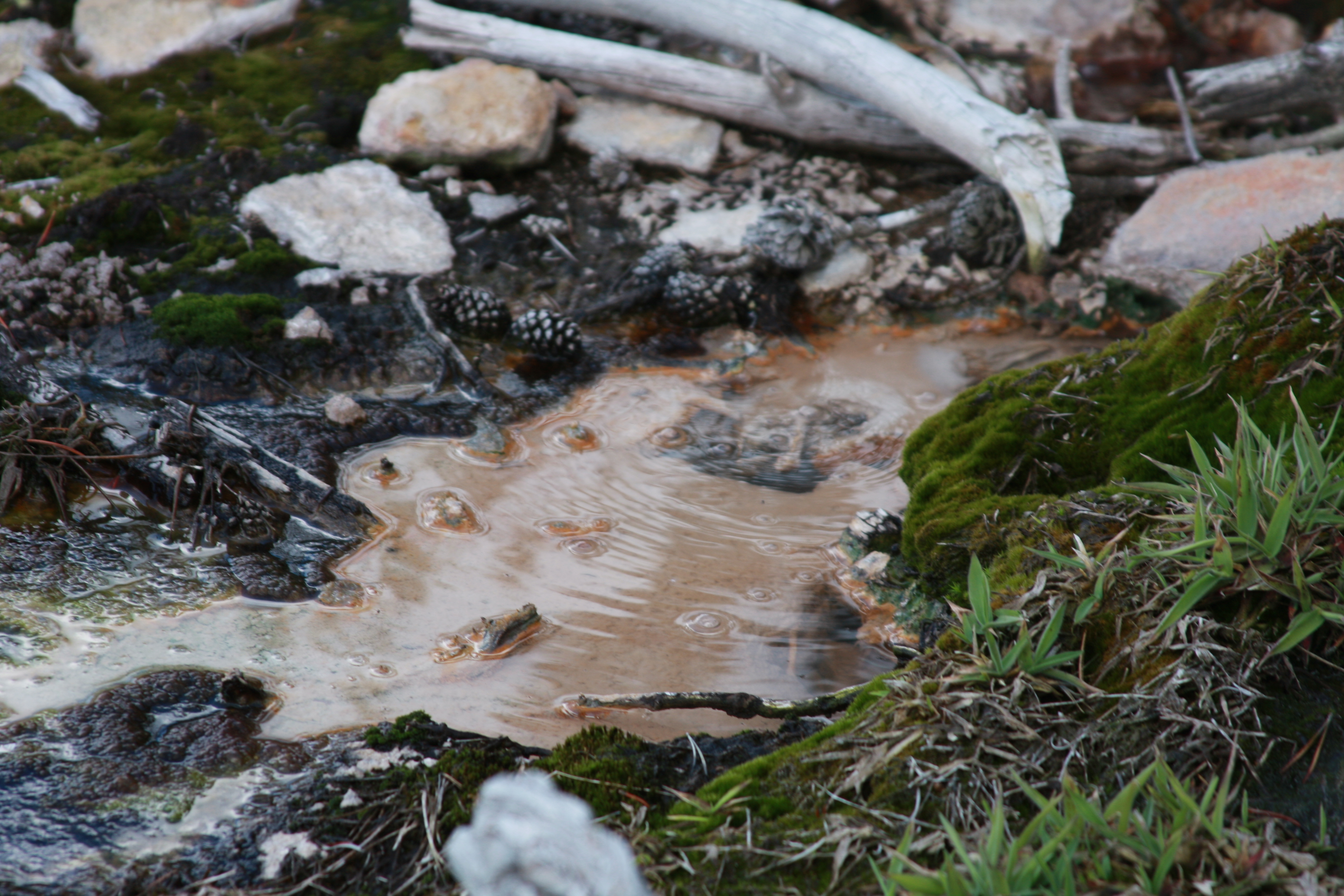 Yellowstone Day 3 097