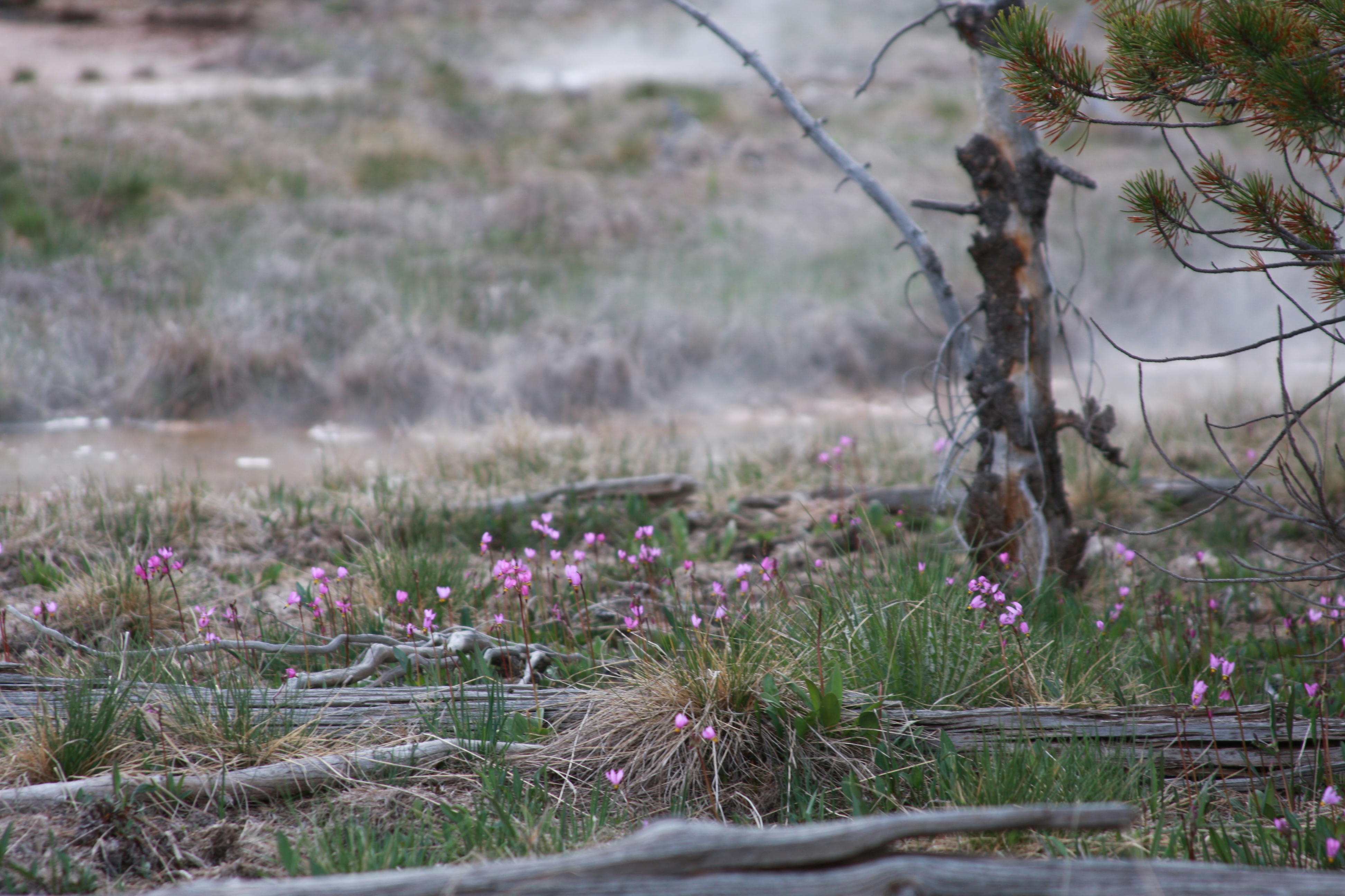 Yellowstone Day 3 125